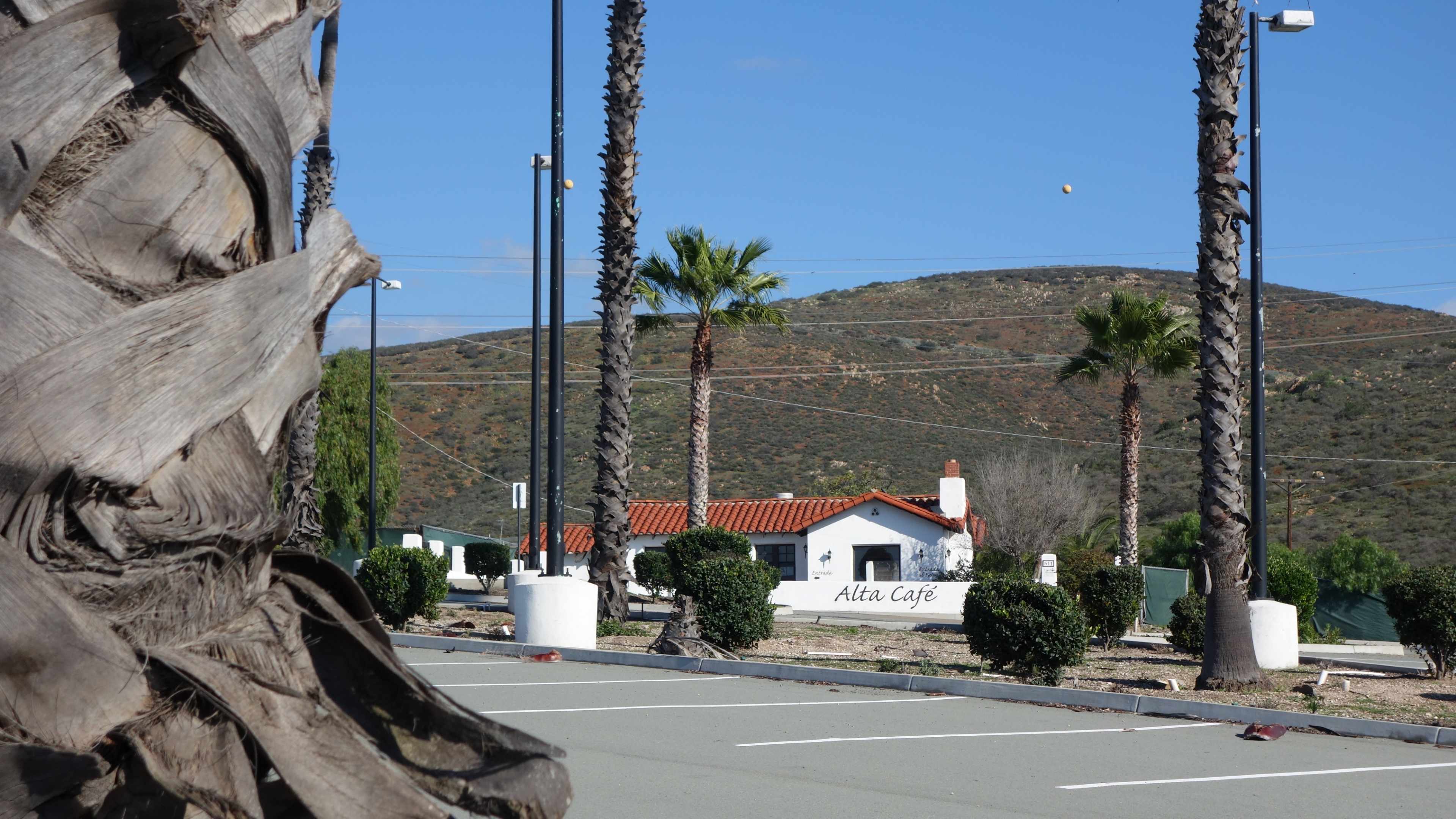 A parking lot with palm trees in the foreground and a white building labeled "Alta Café" against a backdrop of rolling hills.