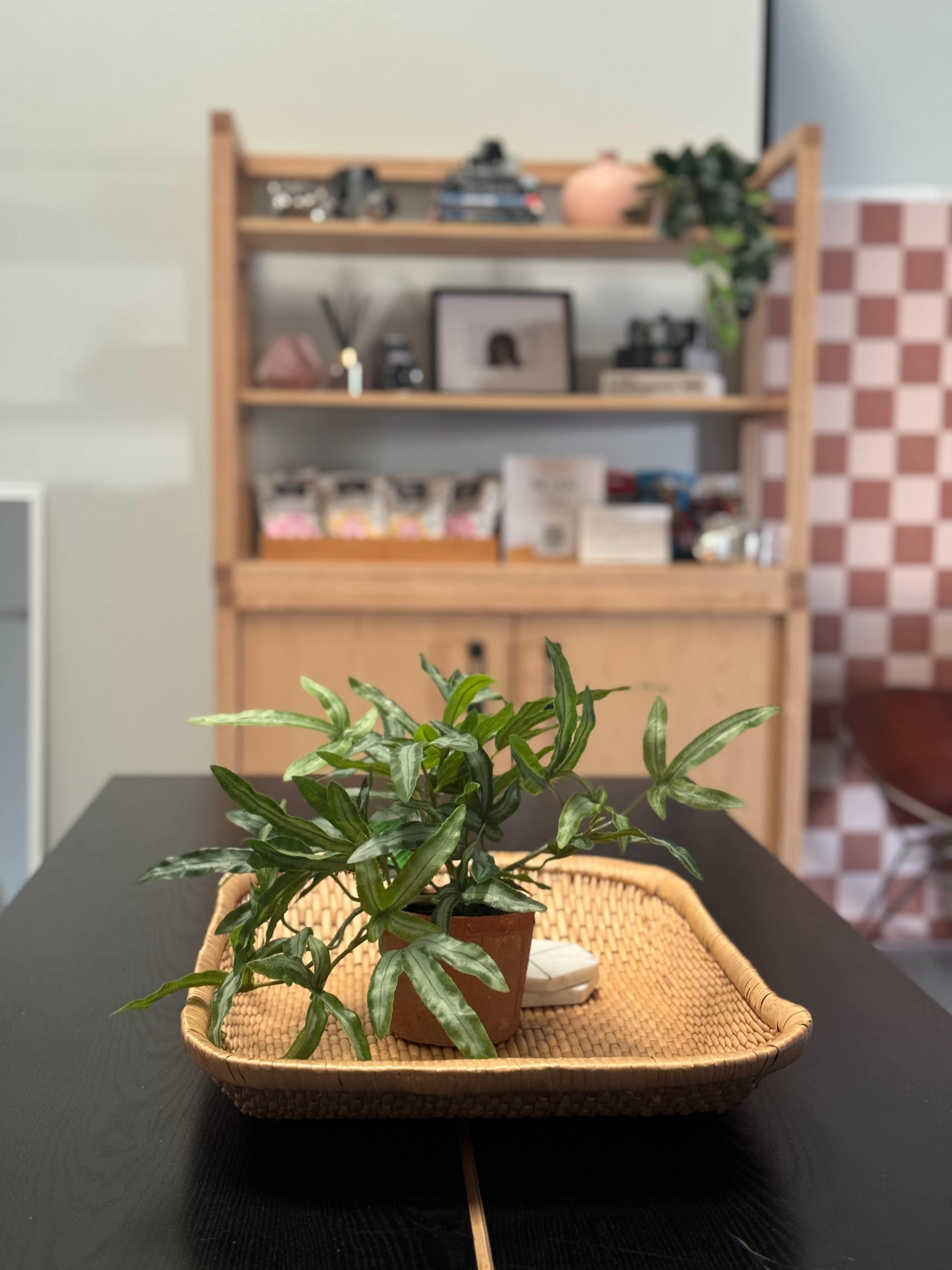 A small potted plant sits on a woven tray in the foreground, with a wooden shelving unit filled with various items visible in the background.