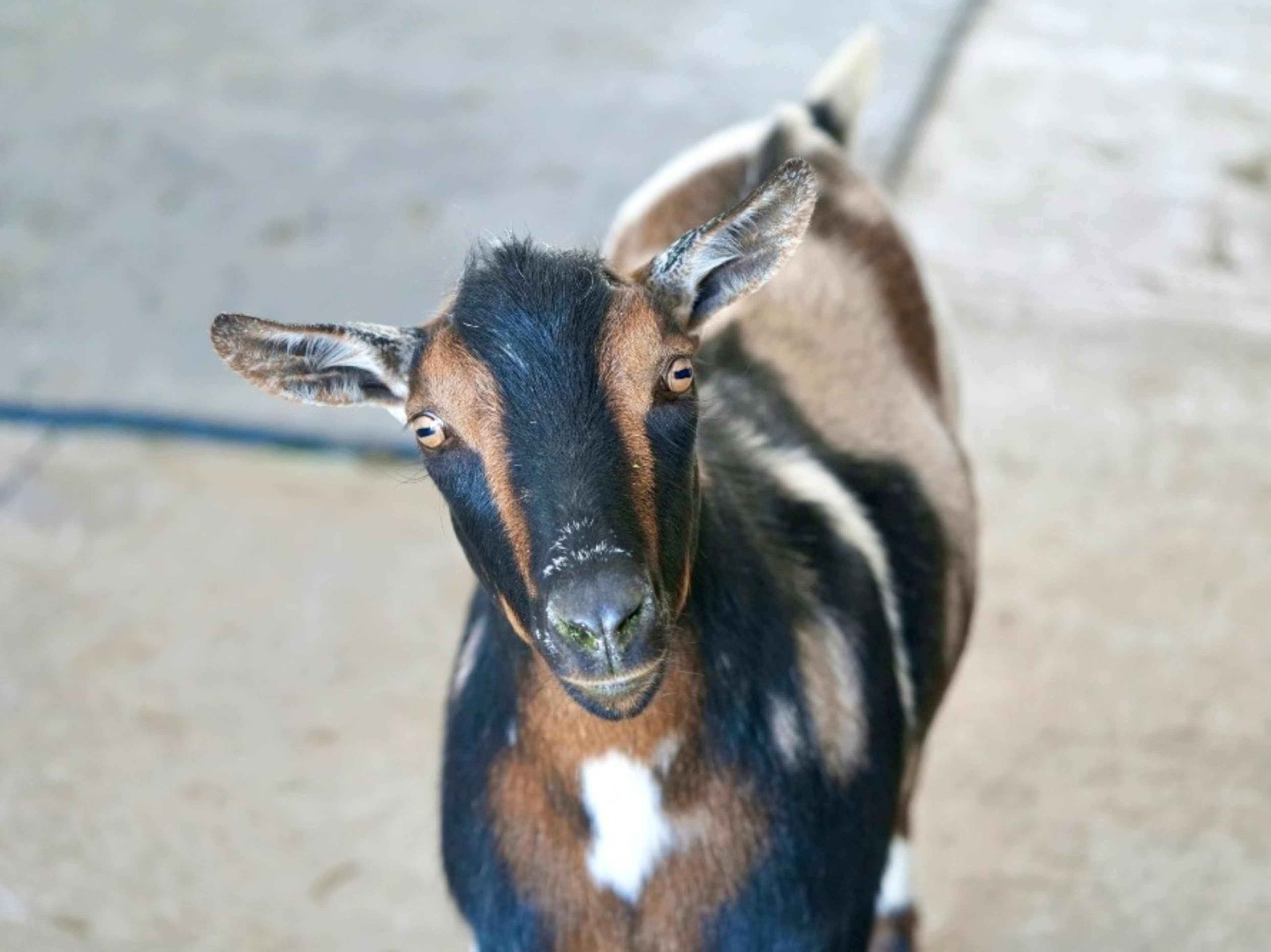 Young Nigerian dwarf goats