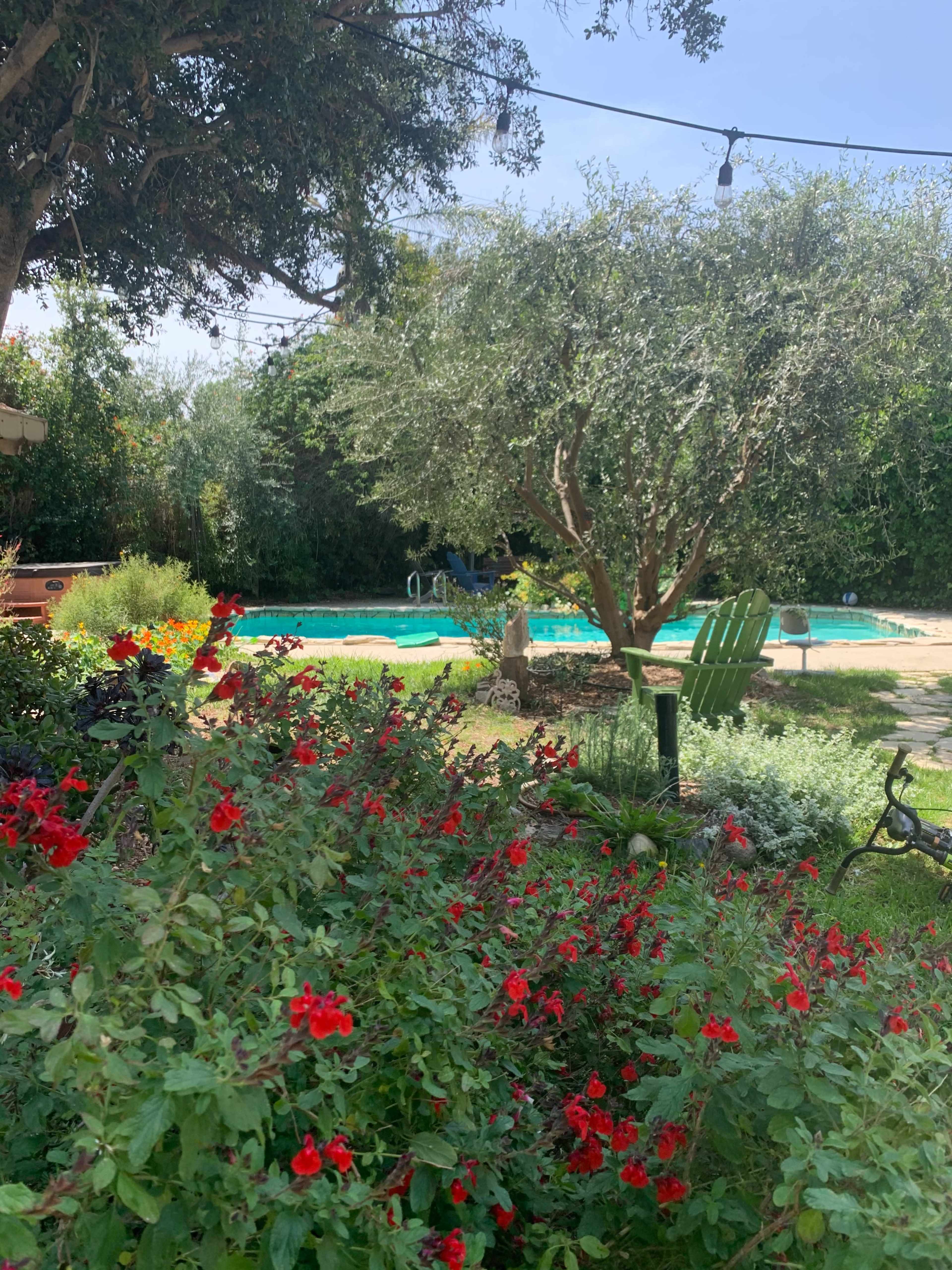 A vibrant garden with red flowers leads to a swimming pool surrounded by greenery and trees.