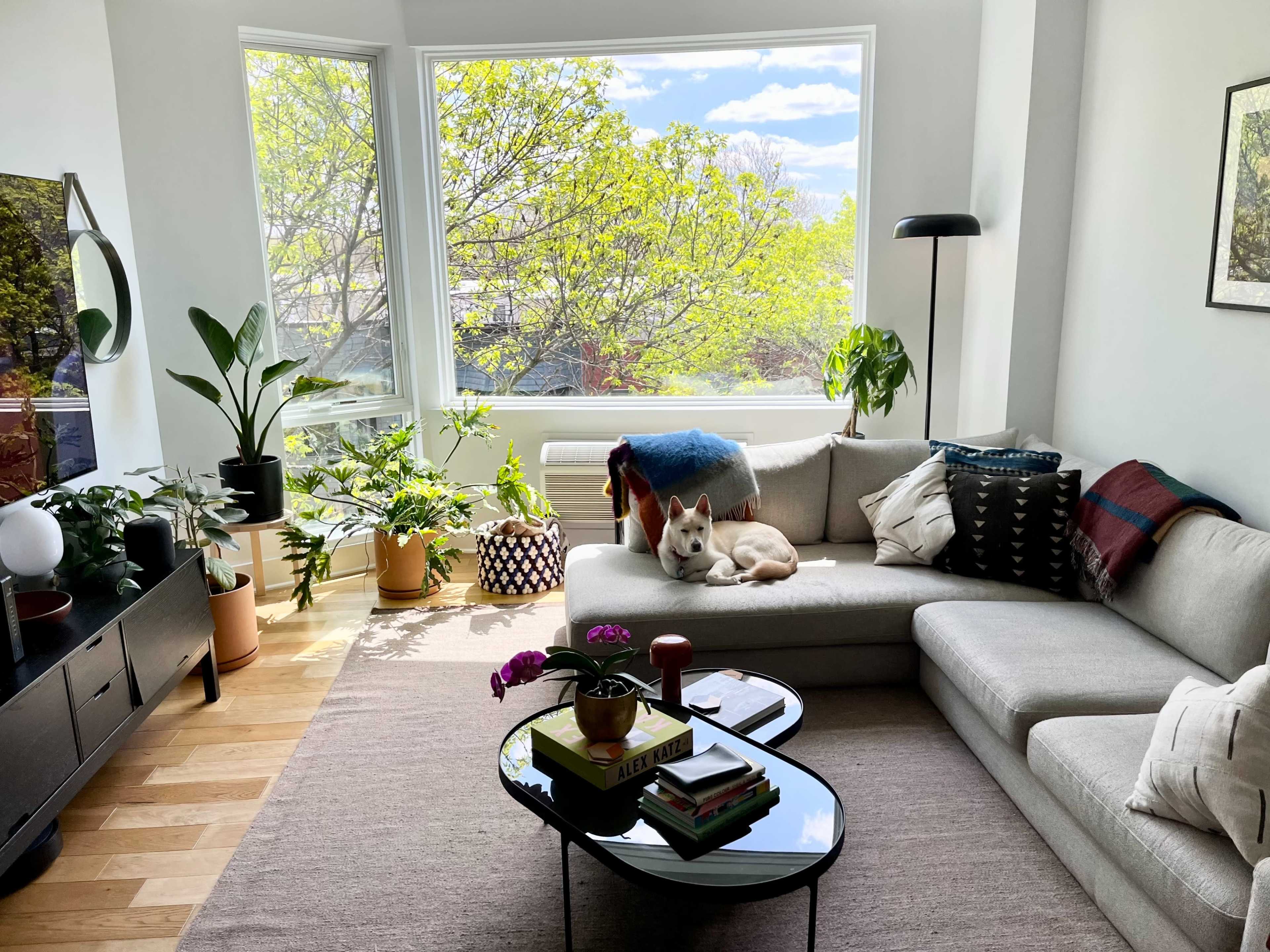 A spacious living room features a light-colored sectional sofa, a coffee table with books, and several potted plants, with a dog resting comfortably on the couch beside a large window.