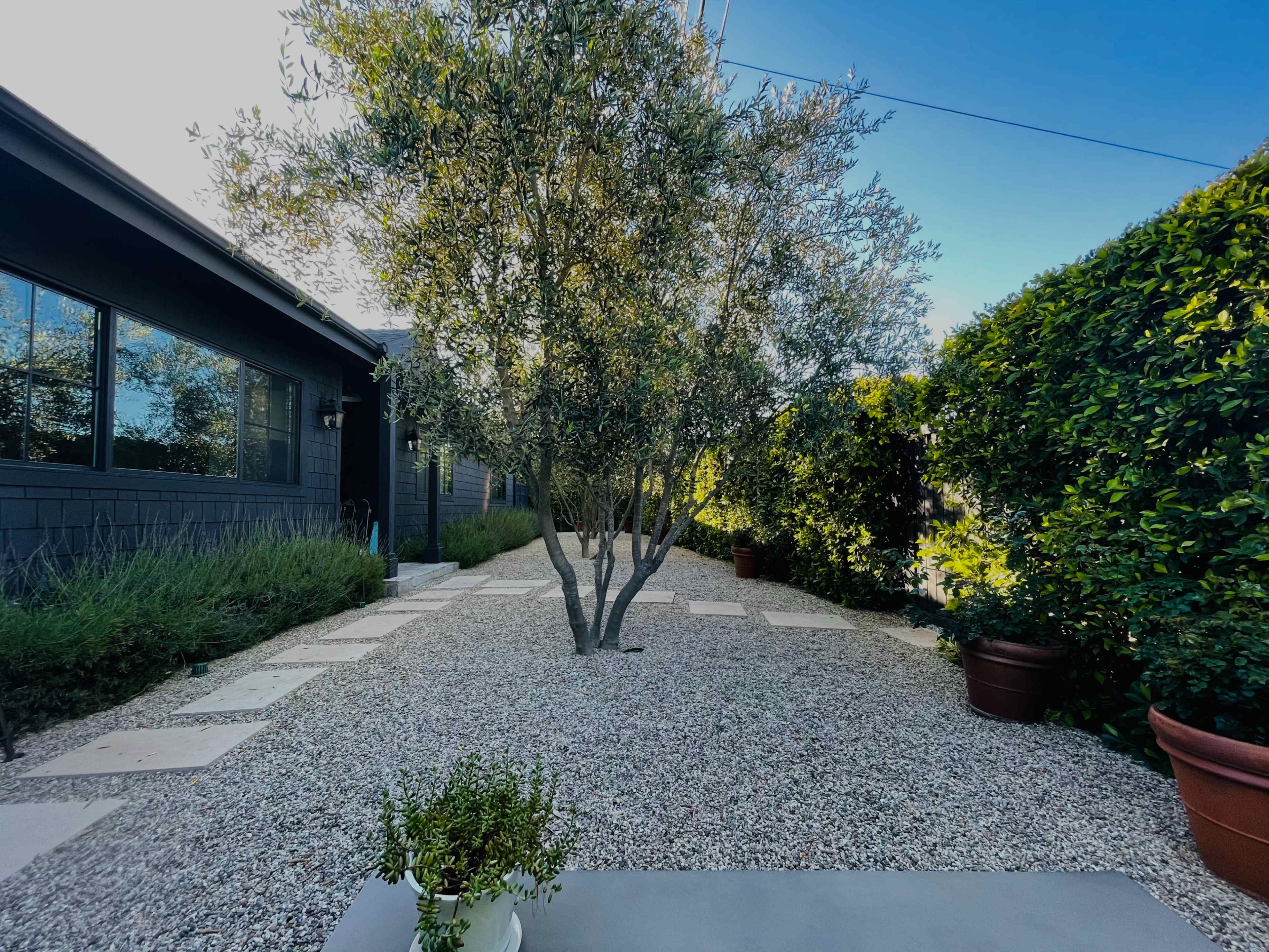 The scene shows a landscaped garden with a gravel pathway, two olive trees, and potted plants, bordered by low shrubs and a modern building on one side.