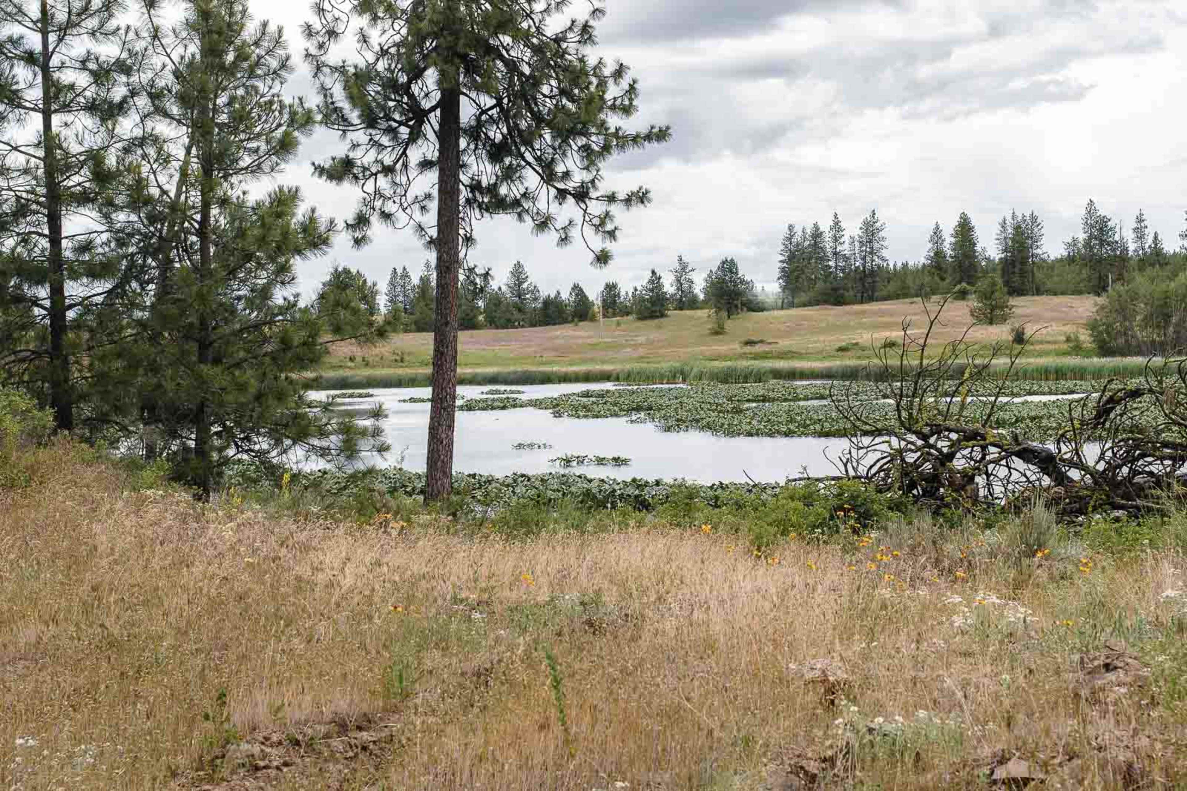 A calm pond surrounded by grassy fields and scattered trees sits under a cloudy sky.