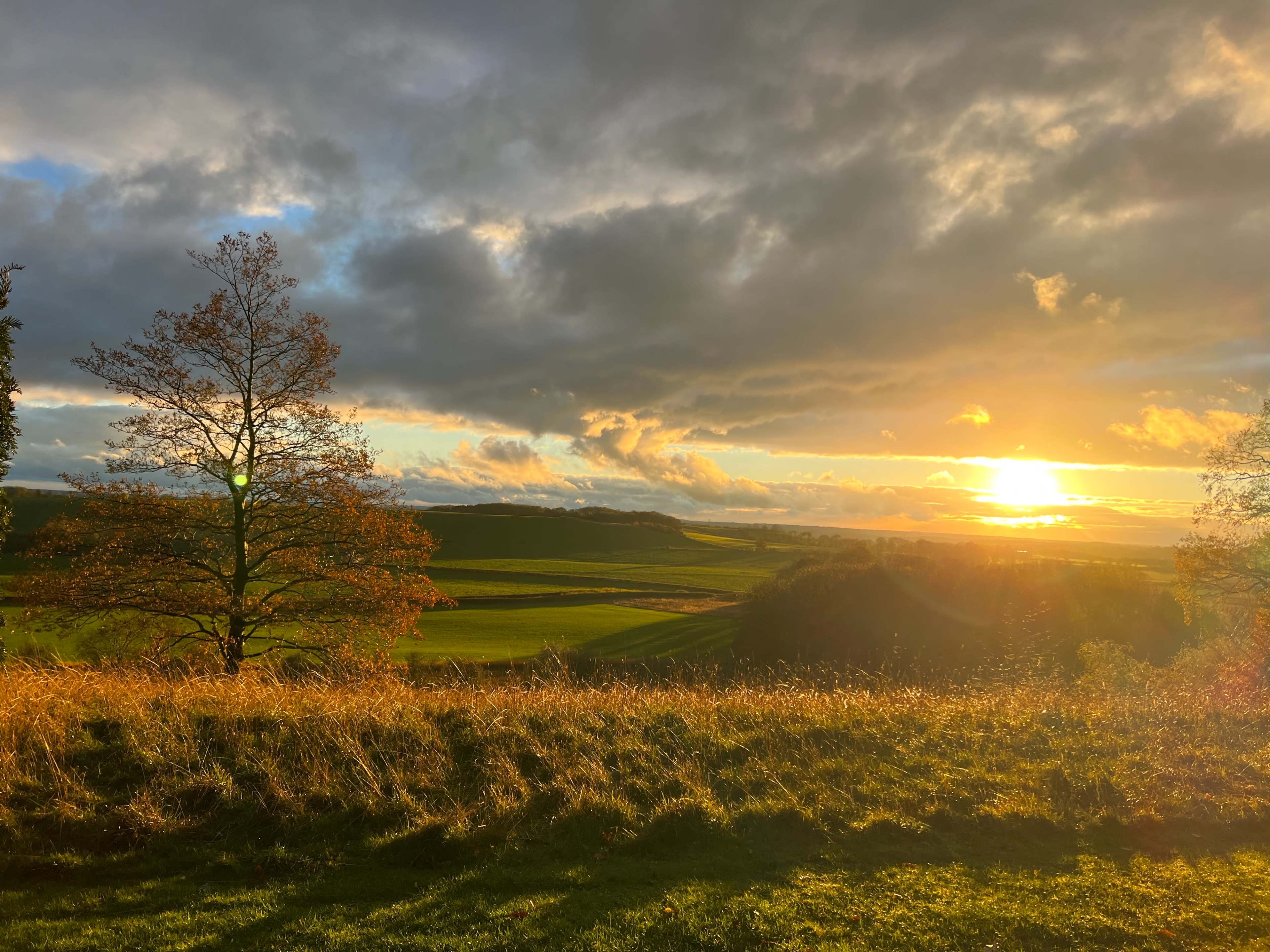A tree stands on a hilltop as the sun sets behind rolling green fields and cloudy skies.