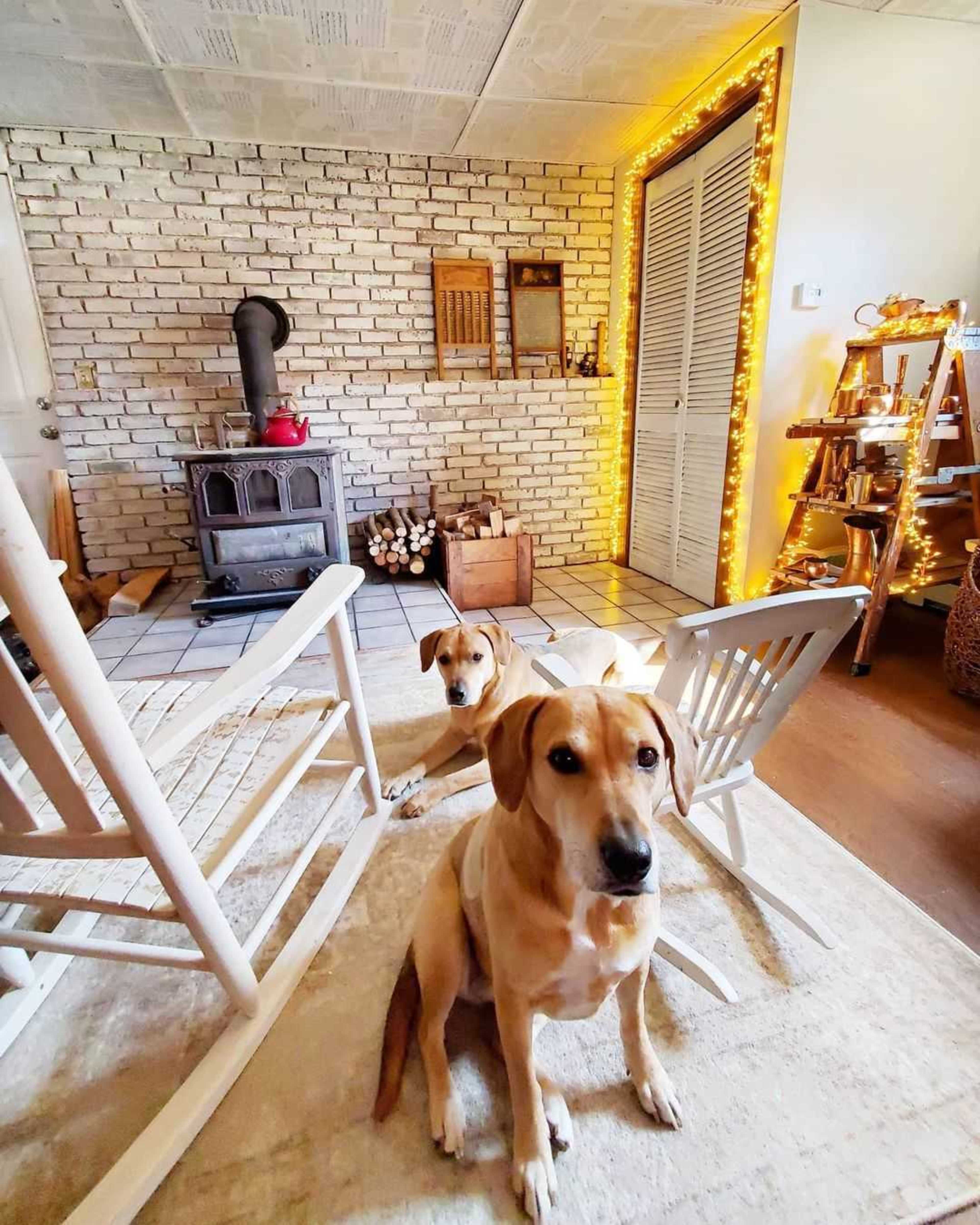 Two dogs sit on a light-colored rug in a cozy room with a brick wall, a wood stove, and a shelf decorated with lights.