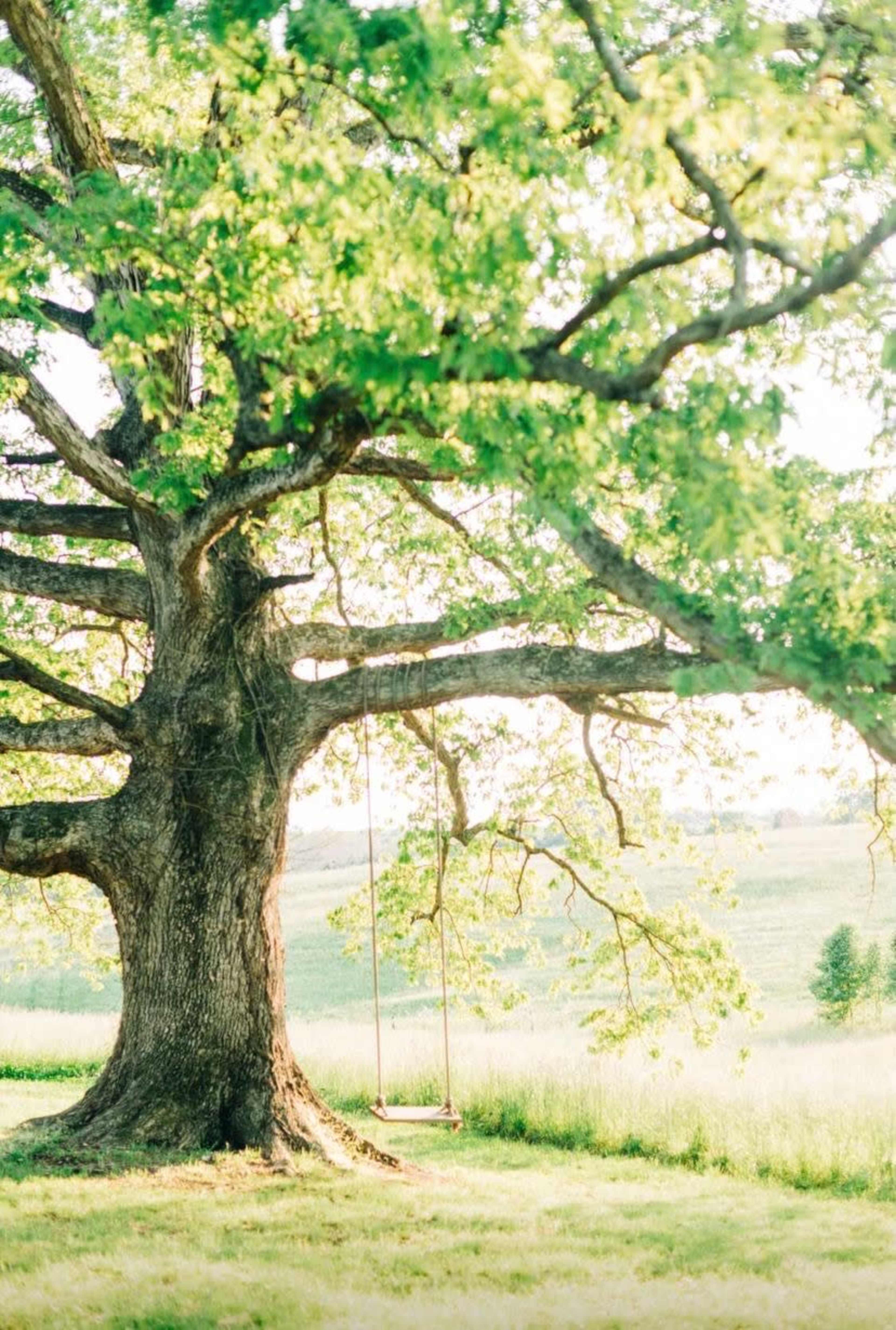 A large tree with a swing hangs from its sturdy branches, set in a grassy field under bright sunlight.