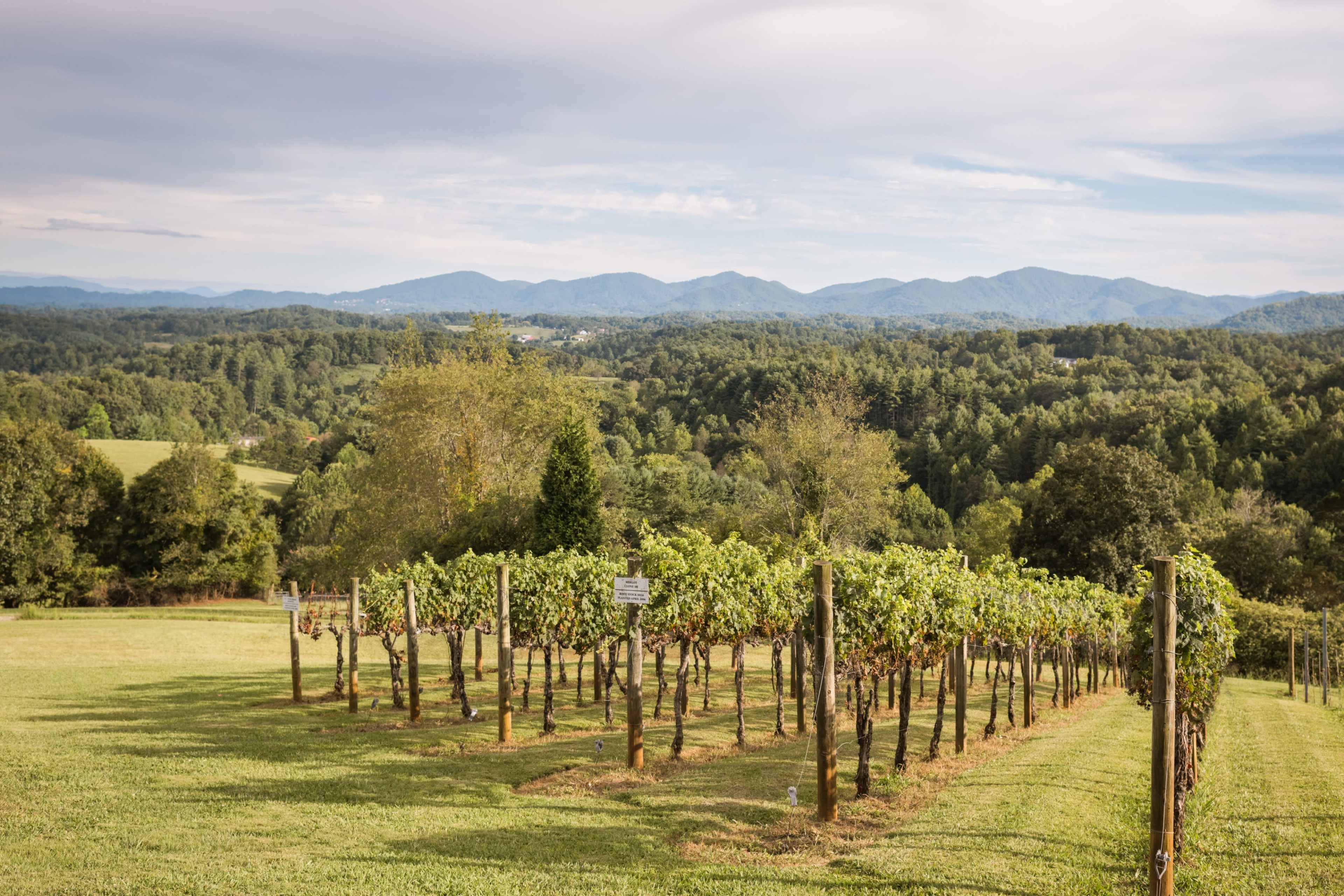 A vineyard with rows of grapevines stretches across a grassy hillside, set against a backdrop of mountains under a partly cloudy sky.