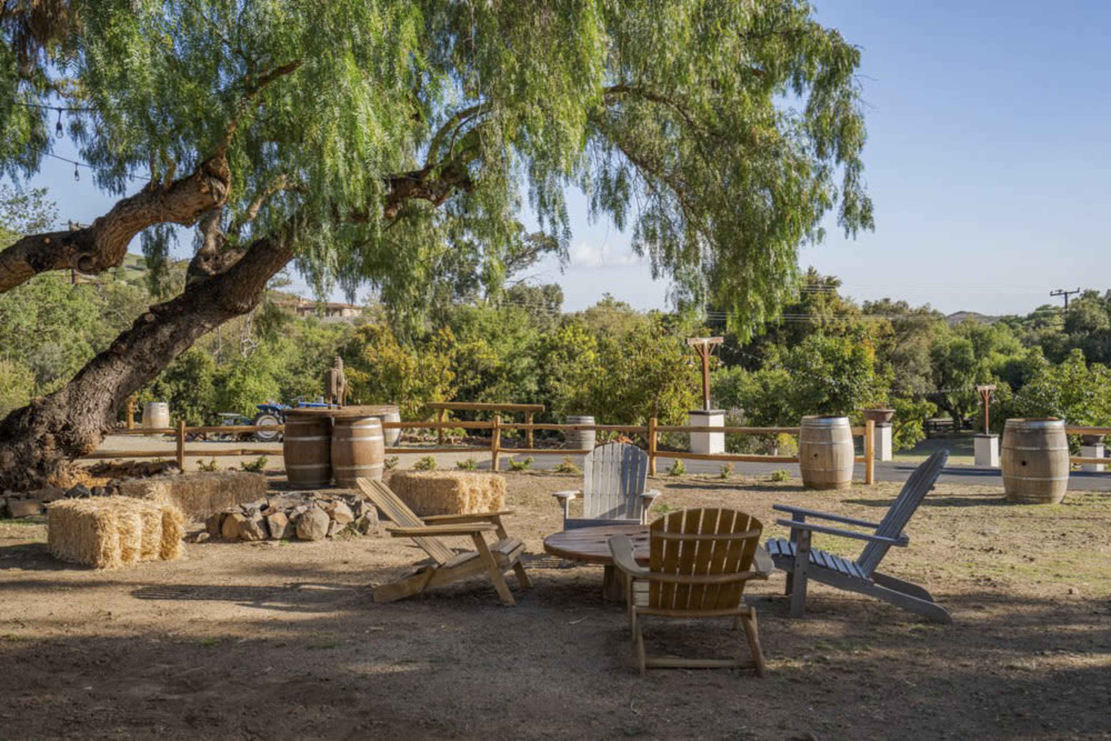 A circular seating arrangement made of wooden chairs and a table sits under a large tree in a grassy area surrounded by barrels and straw bales.