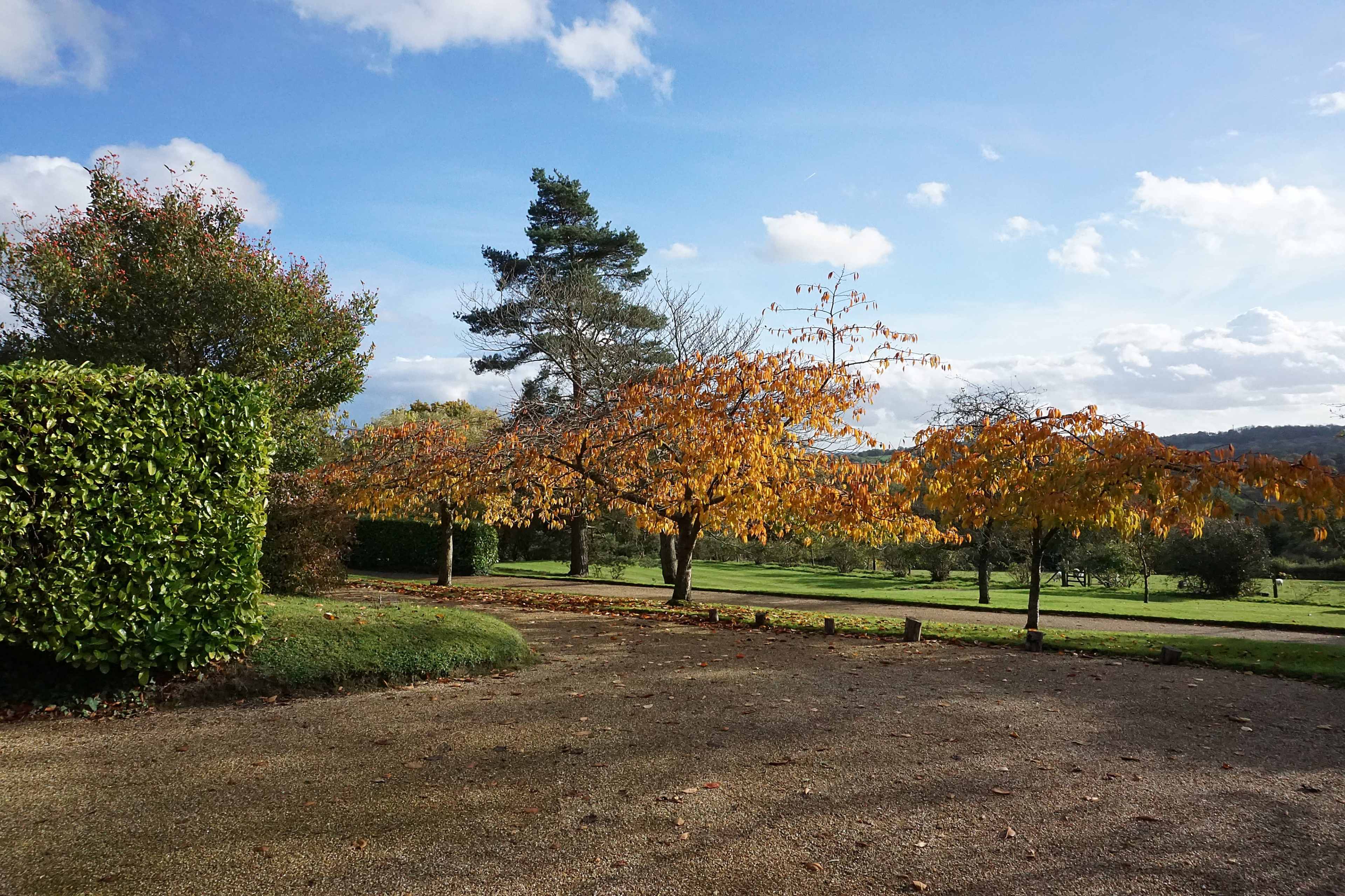 A landscape featuring a gravel area with a tree shedding orange leaves and green hedges under a blue sky with scattered clouds.