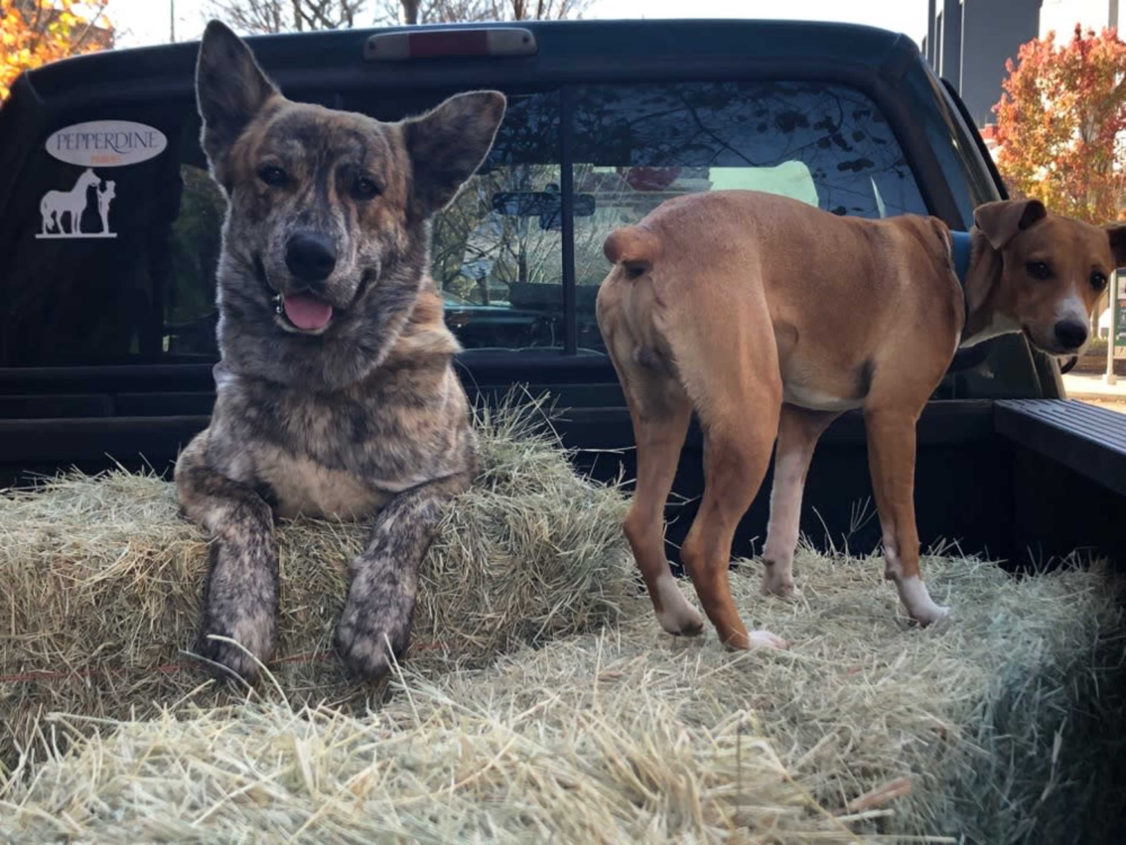Dogs - included in photo shoot or film.
