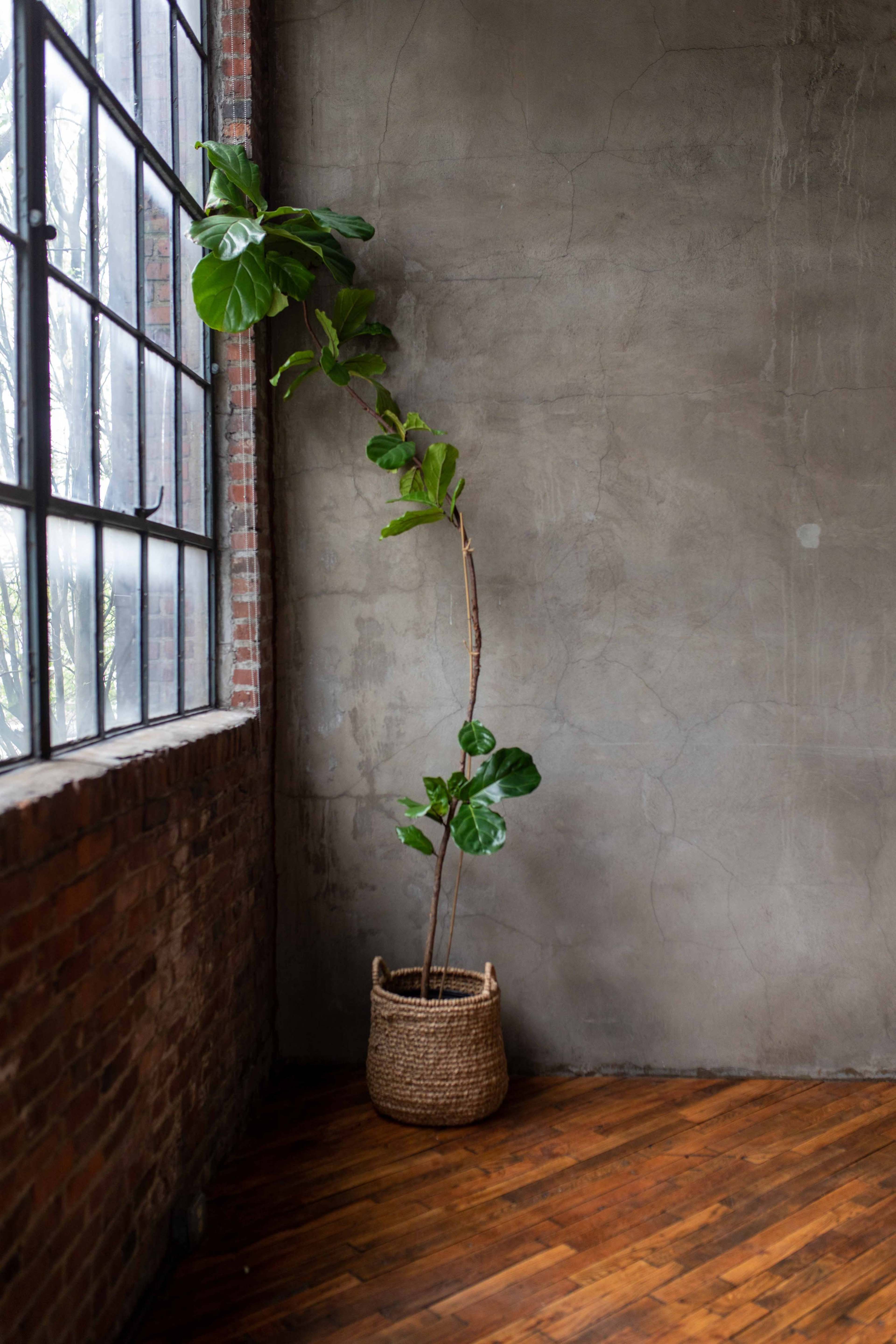 A tall plant with large leaves is positioned in a woven basket against a concrete wall near a large window.