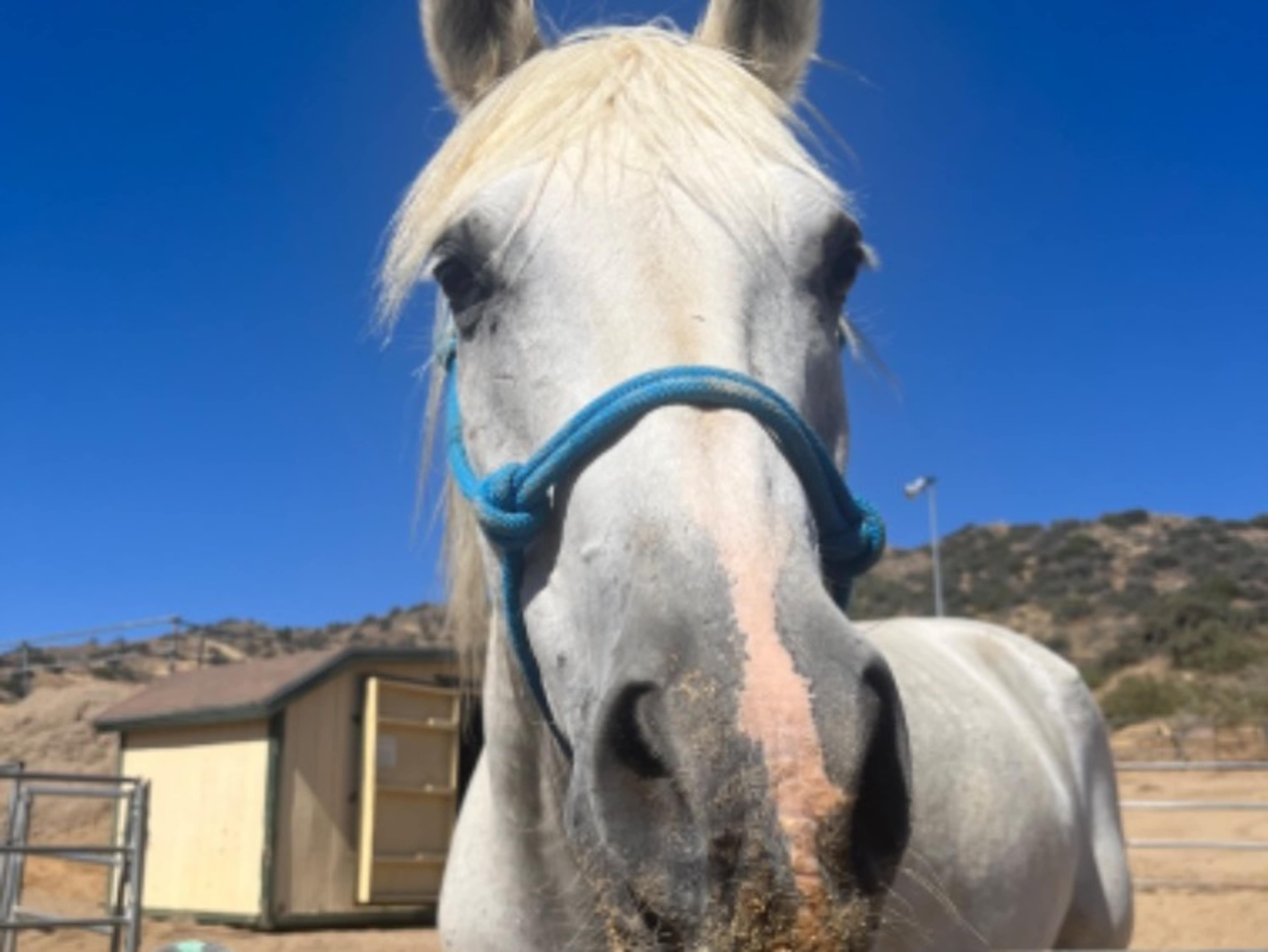 Horses