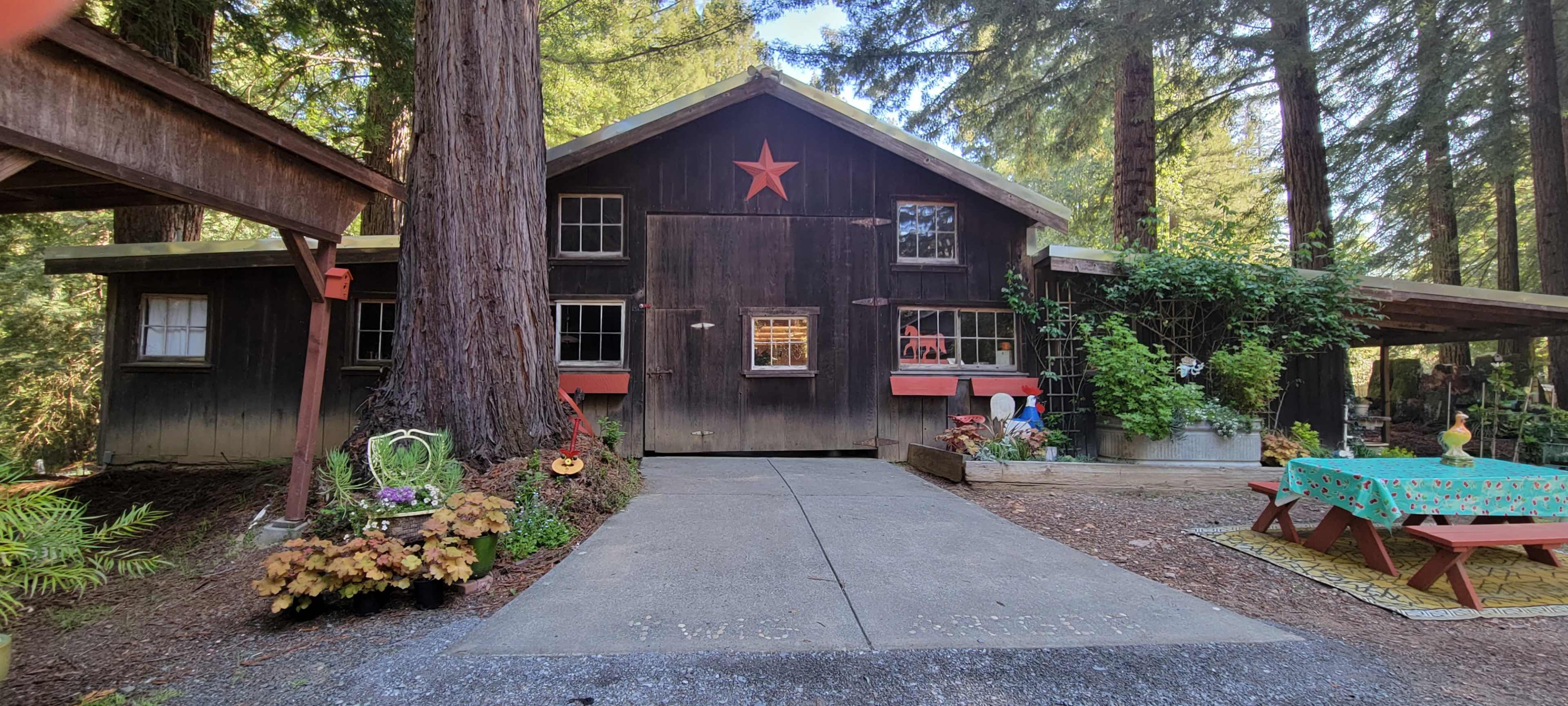 A rustic wooden cabin with a star on the front, surrounded by tall redwood trees and a stone pathway leading to a garden area.