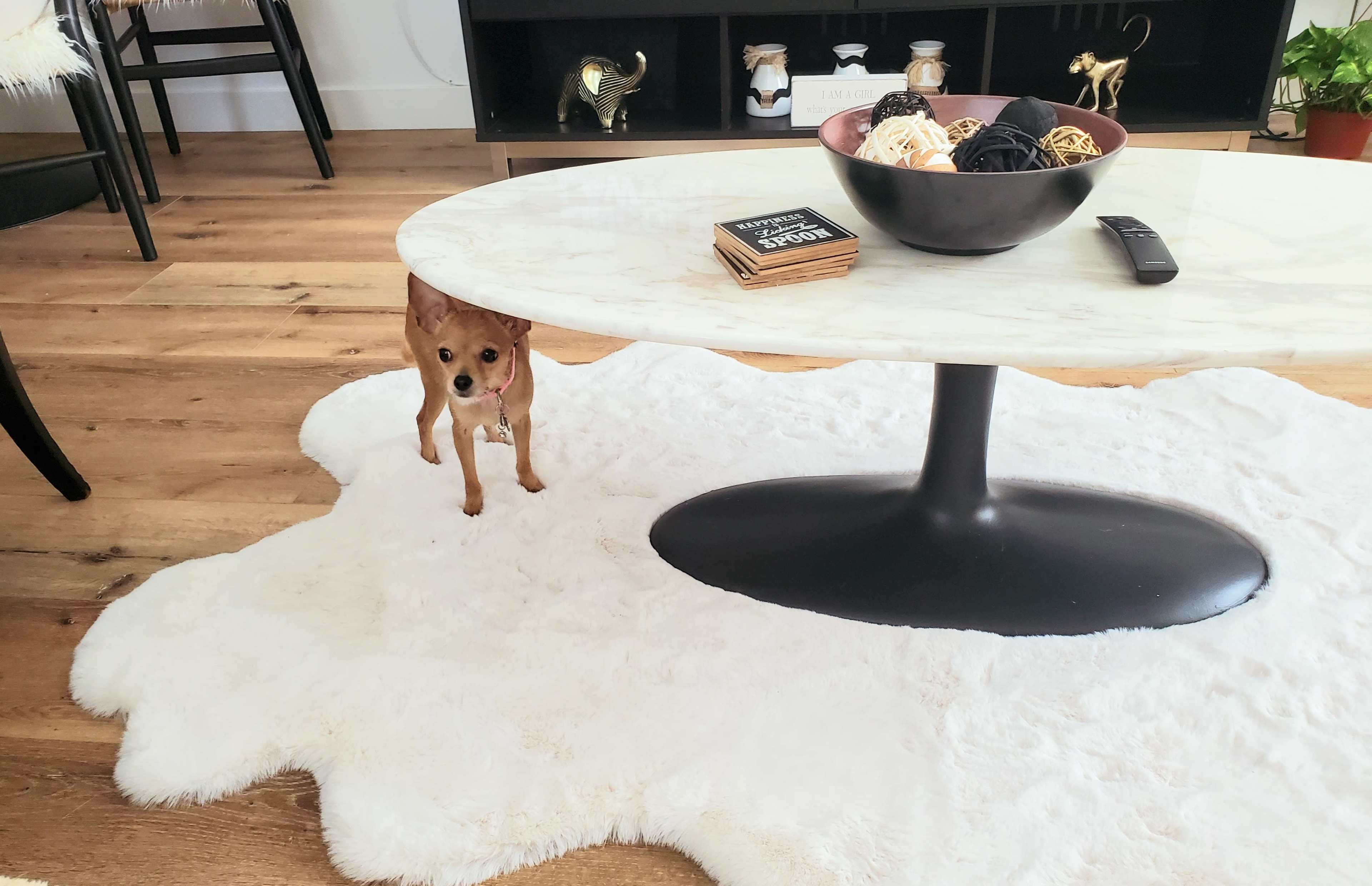 A small dog is standing near a coffee table with a round top and a black base, positioned on a white, fluffy rug.