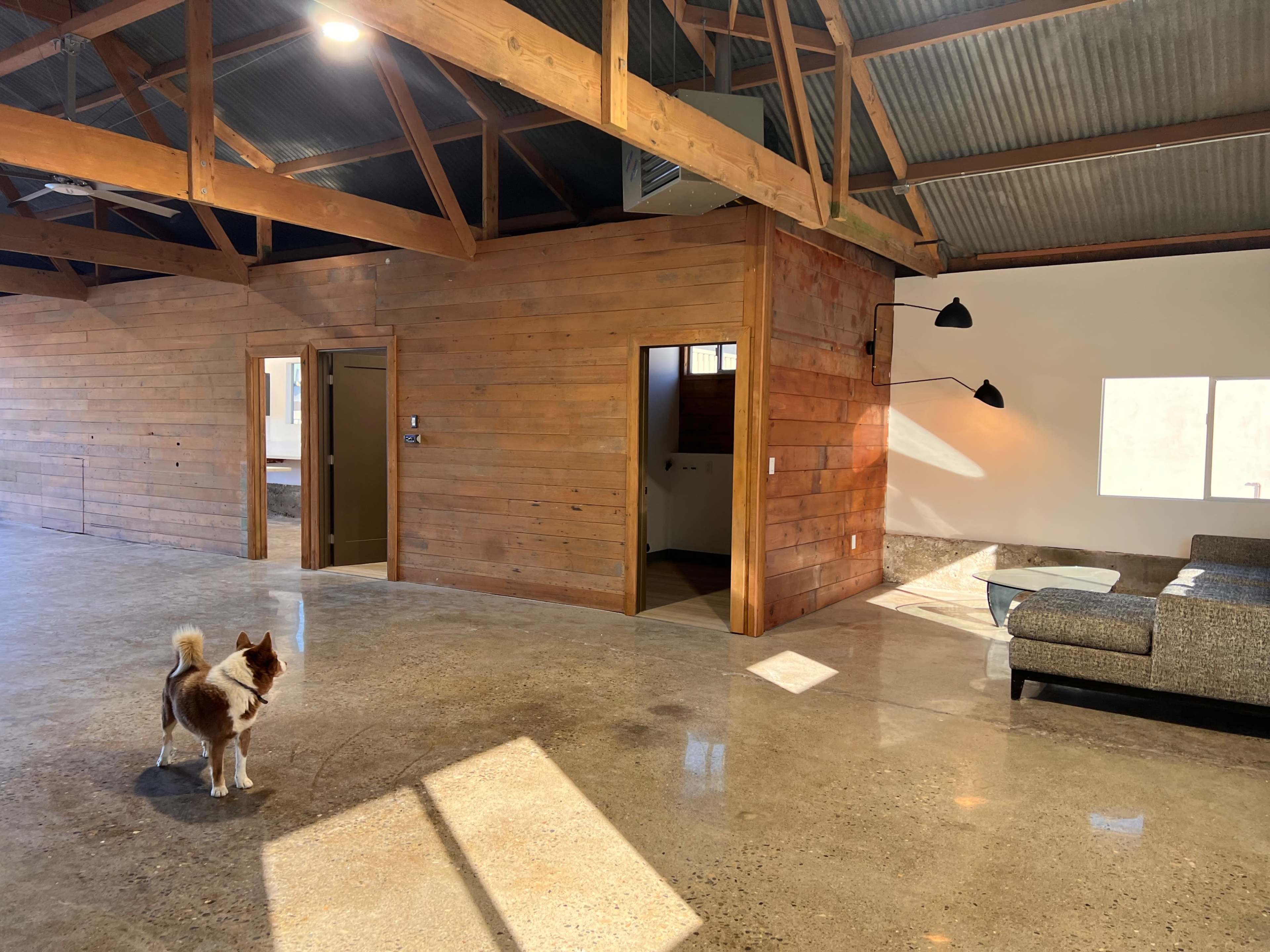 A dog stands on a polished concrete floor inside a spacious, industrial-style room with wooden walls and a sofa in the corner.