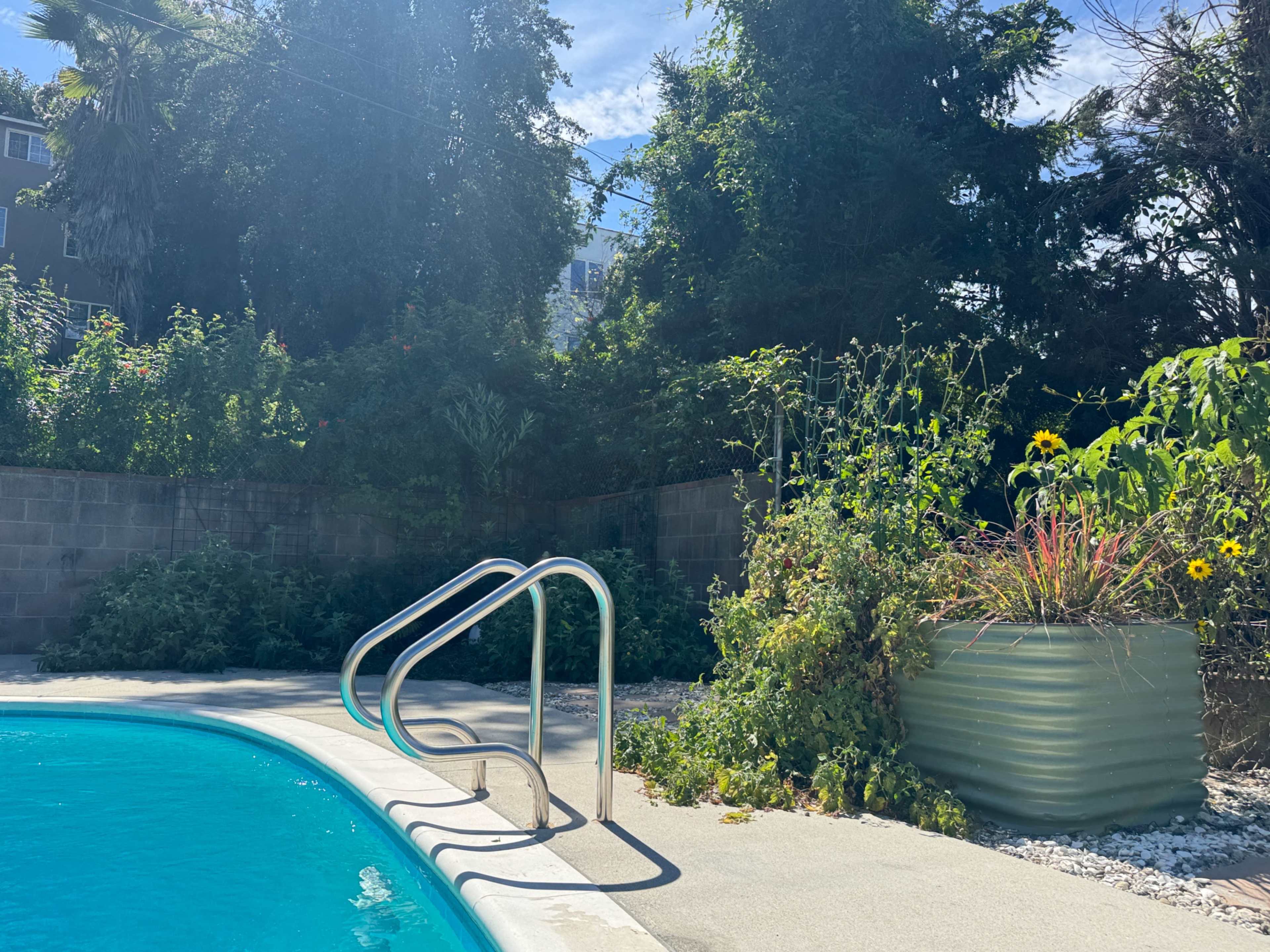 The image shows a swimming pool with a metal ladder and a surrounding garden featuring tall plants and sunflowers under a clear sky.