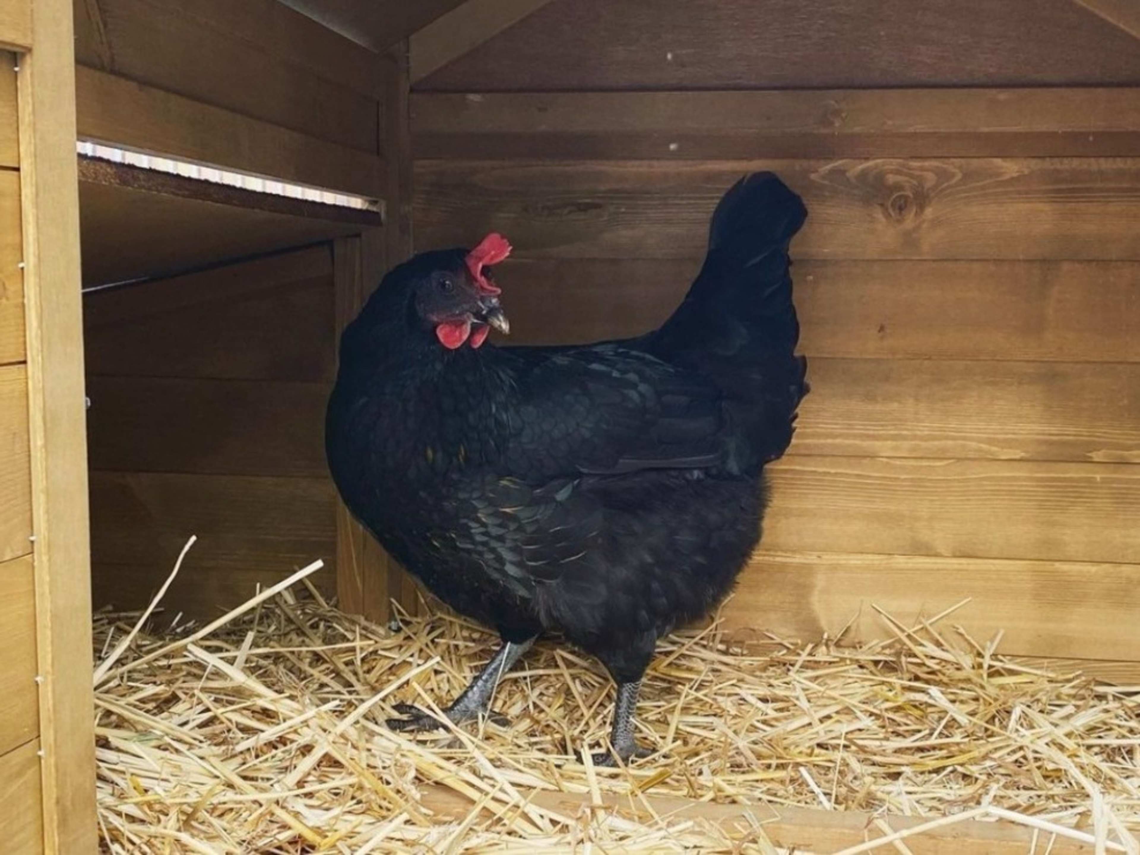 4 chickens available for use