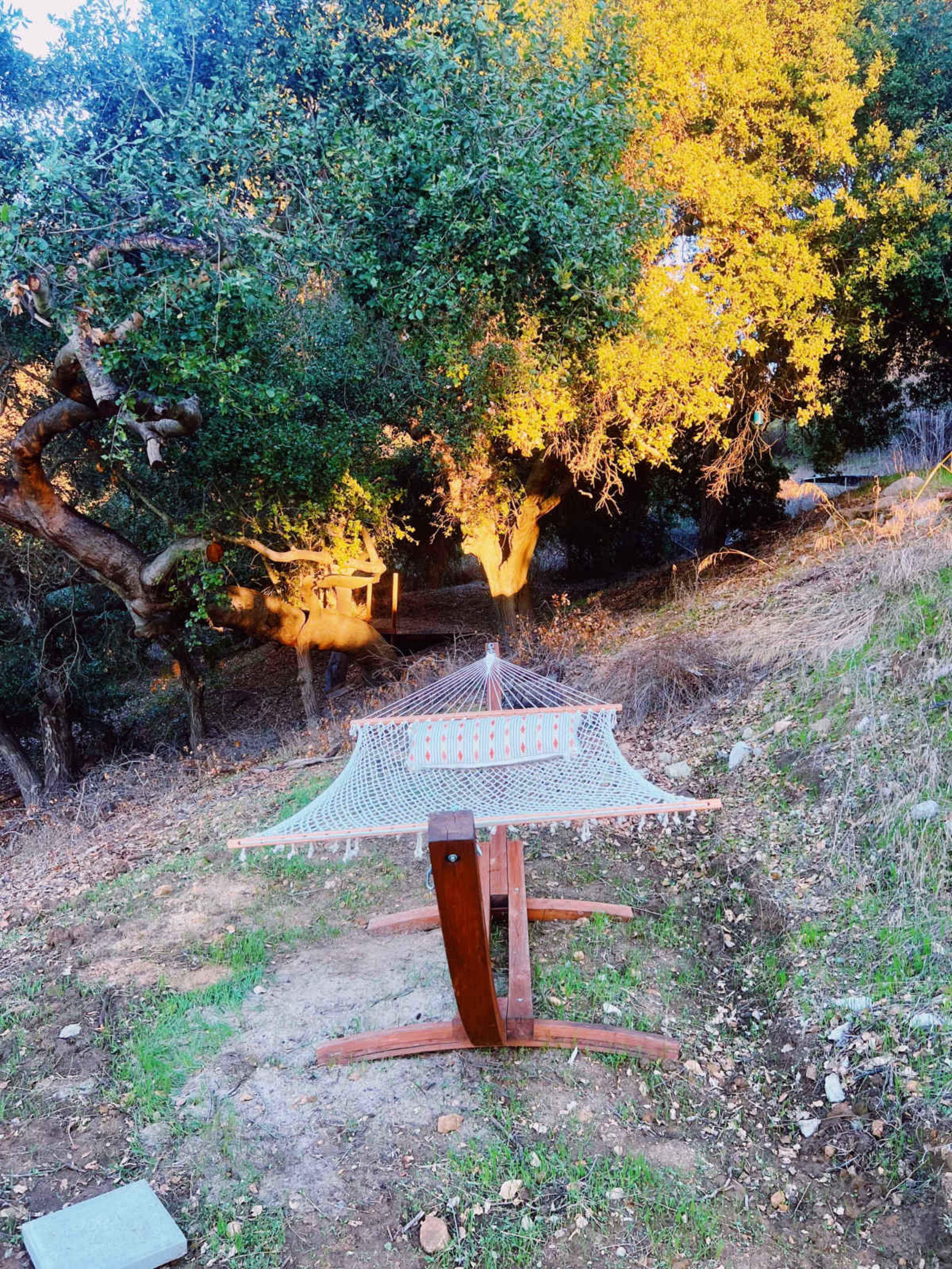 A hammock is set up between two trees in a sunlit outdoor area with scattered leaves and greenery.