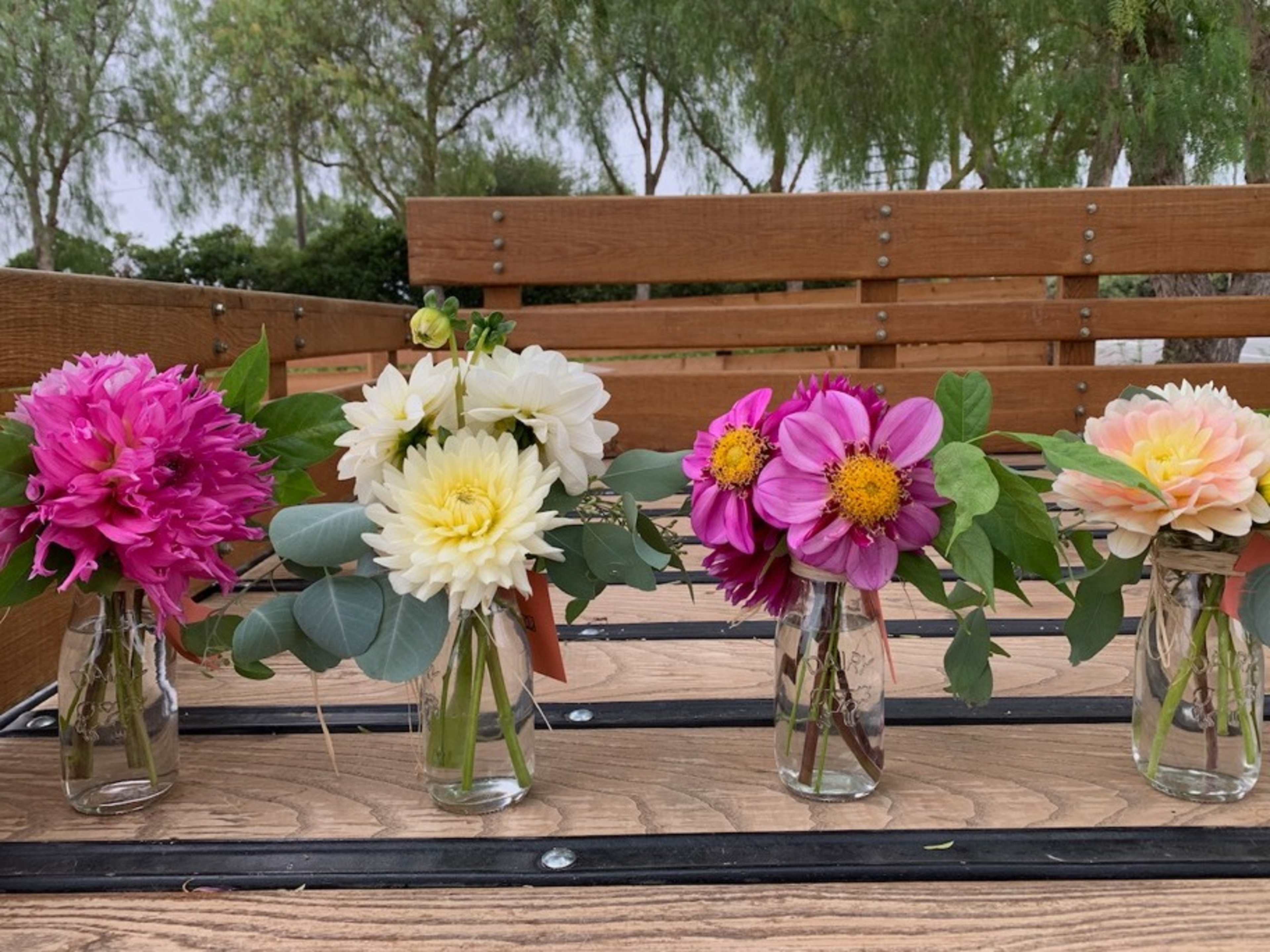 Fresh Cut Dahlia Bouquets