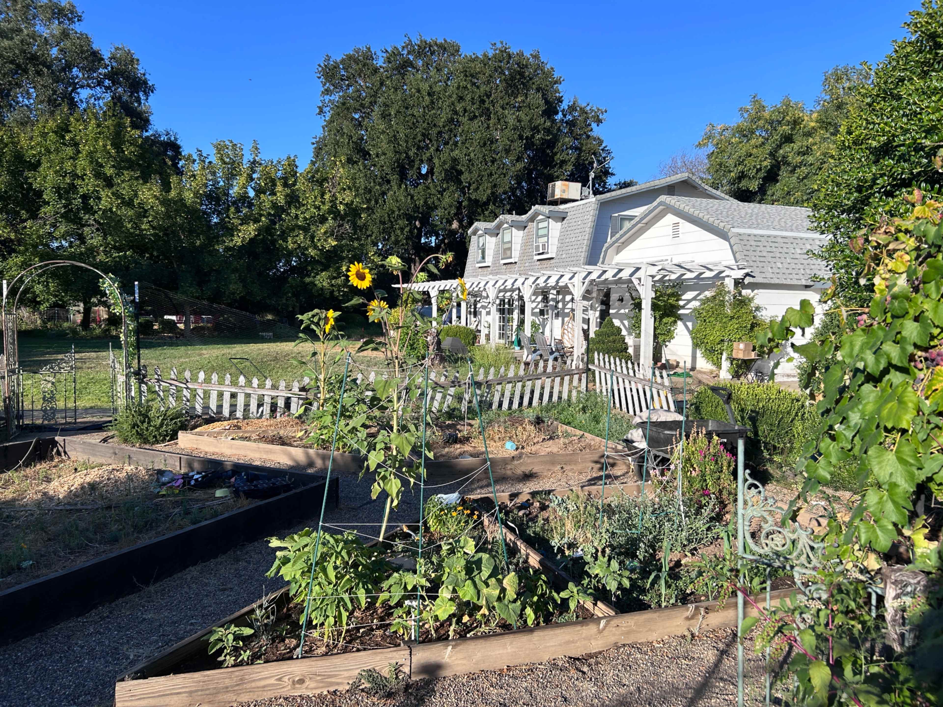 A white house with a gabled roof is set behind a vegetable garden featuring raised beds and a sunflower, surrounded by a wooden fence and archways.
