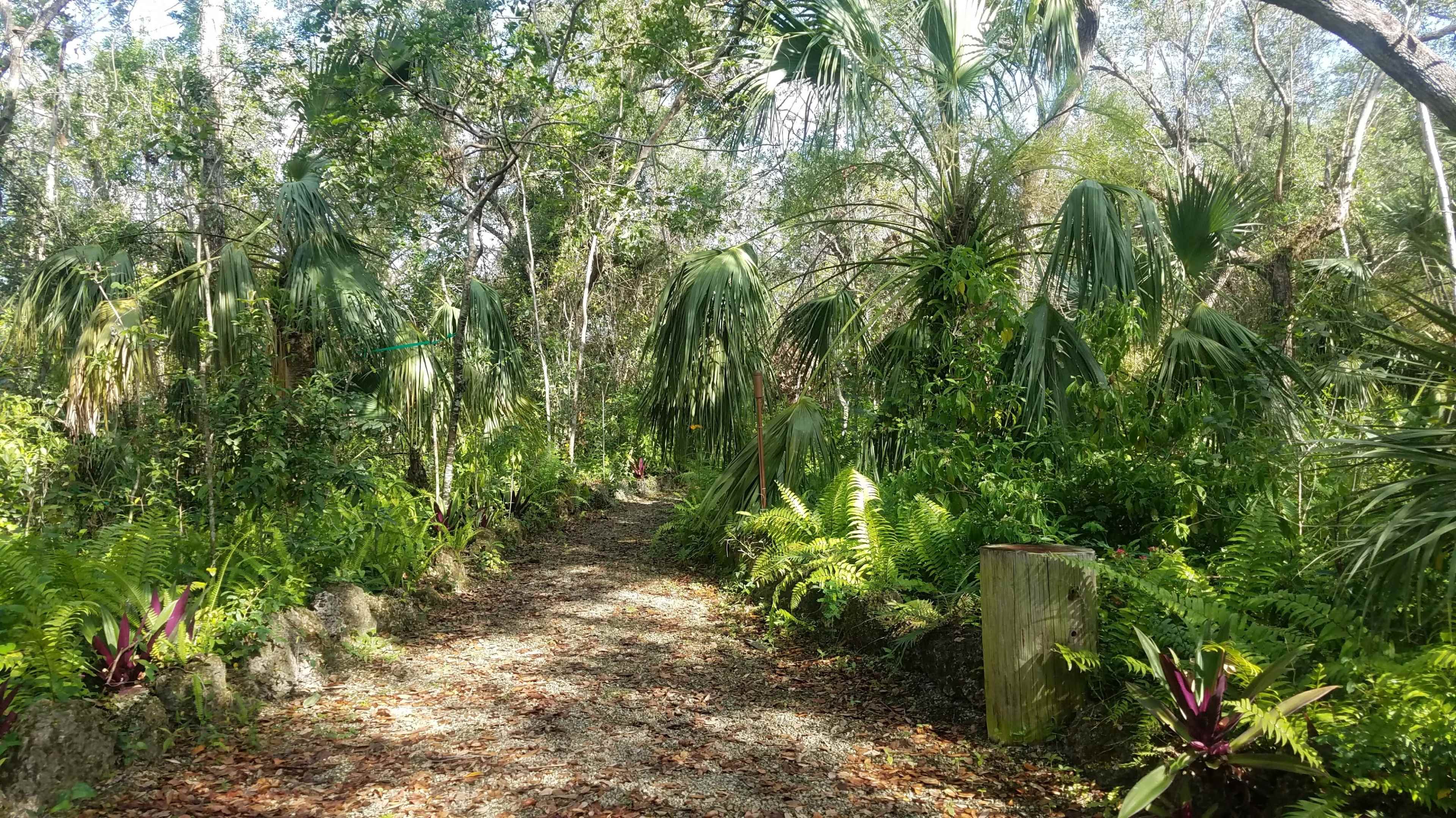 A dirt path winds through a dense area of tropical vegetation filled with ferns and palm-like plants.