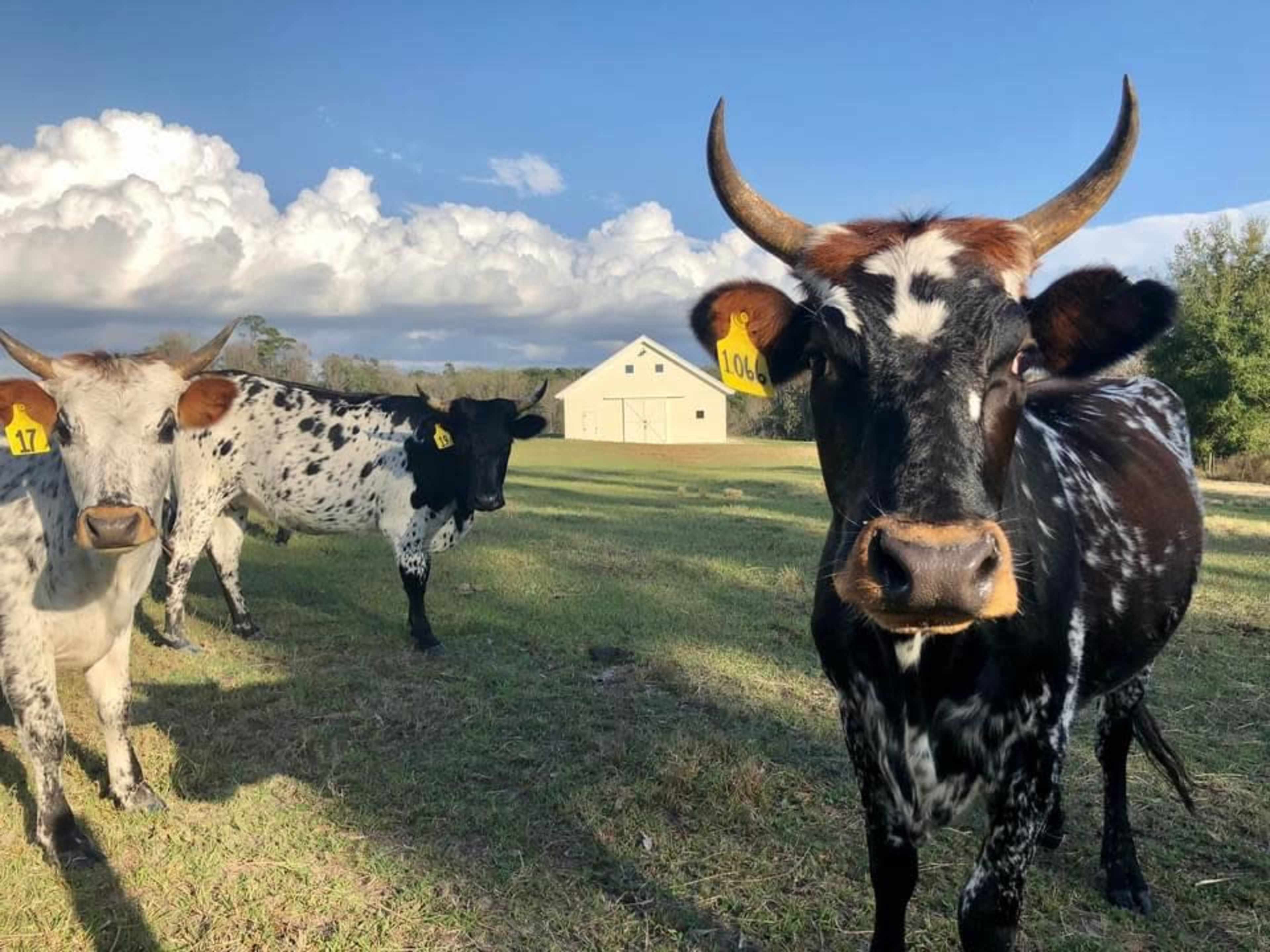 Three cows with distinct markings are grazing in a field near a yellow barn under a partly cloudy sky.