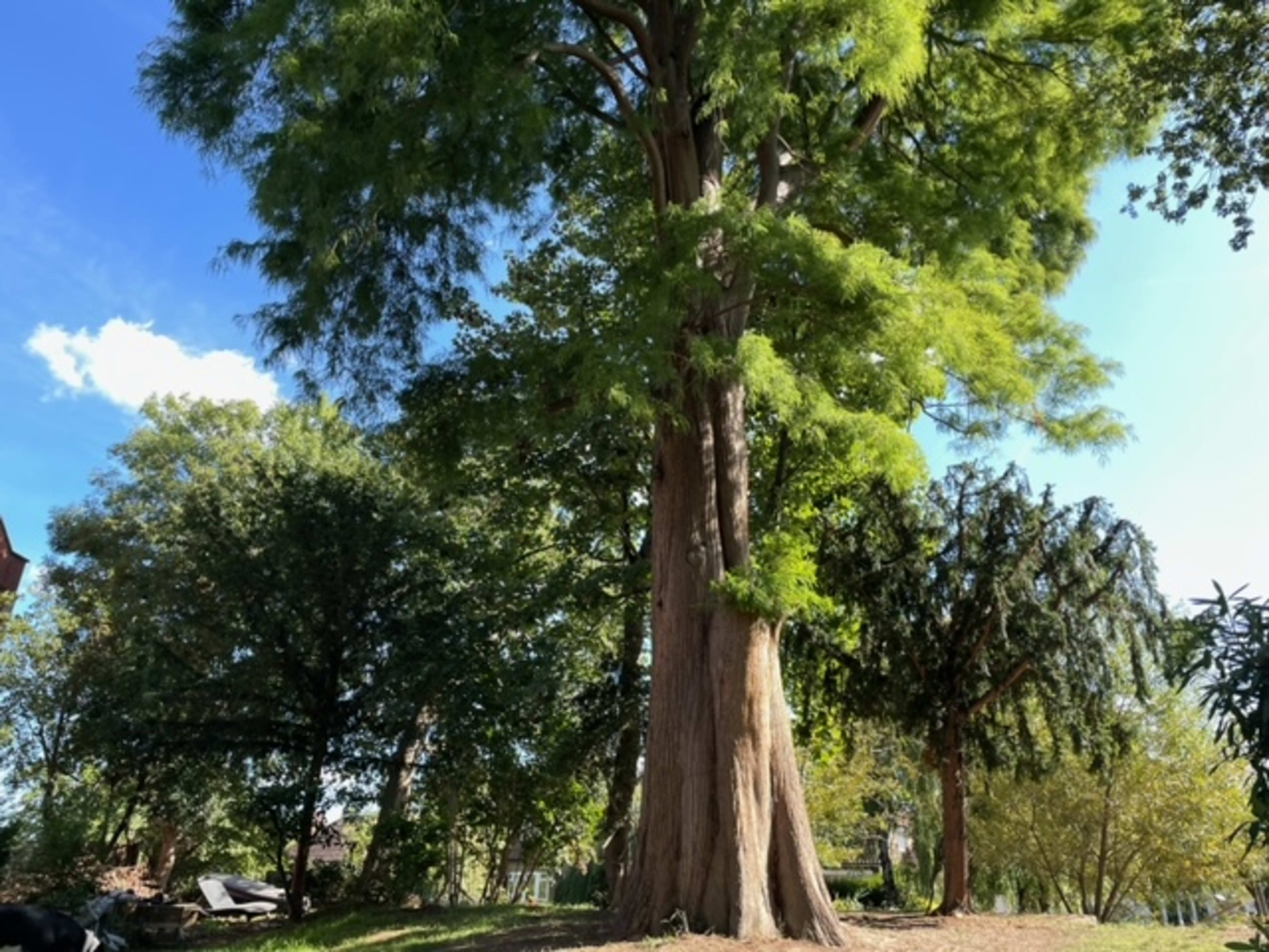 A tall tree stands in a lush green area surrounded by other trees and a clear blue sky.