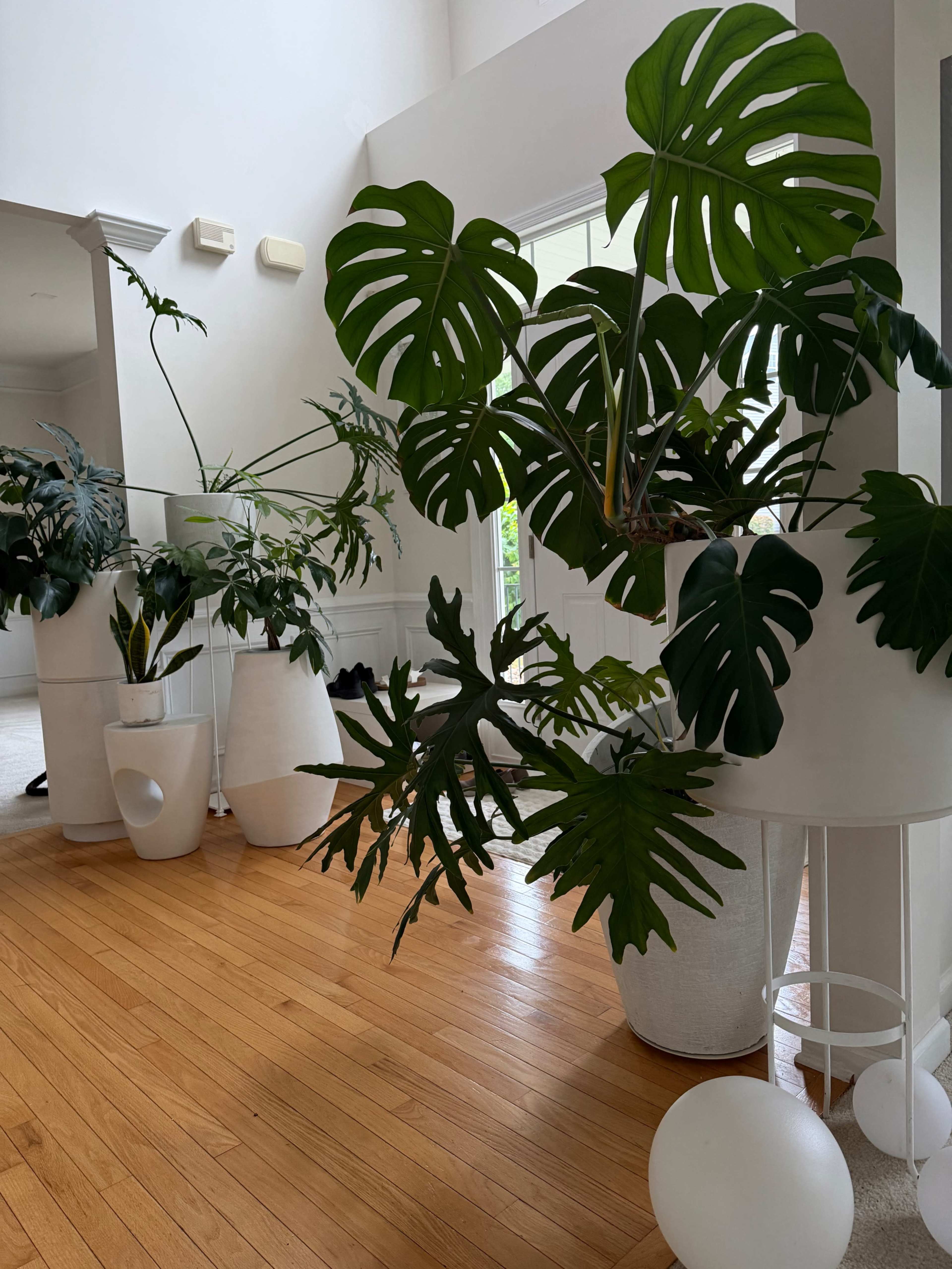 The image features several large potted plants, primarily monstera, arranged in a bright interior with wooden flooring and white walls.