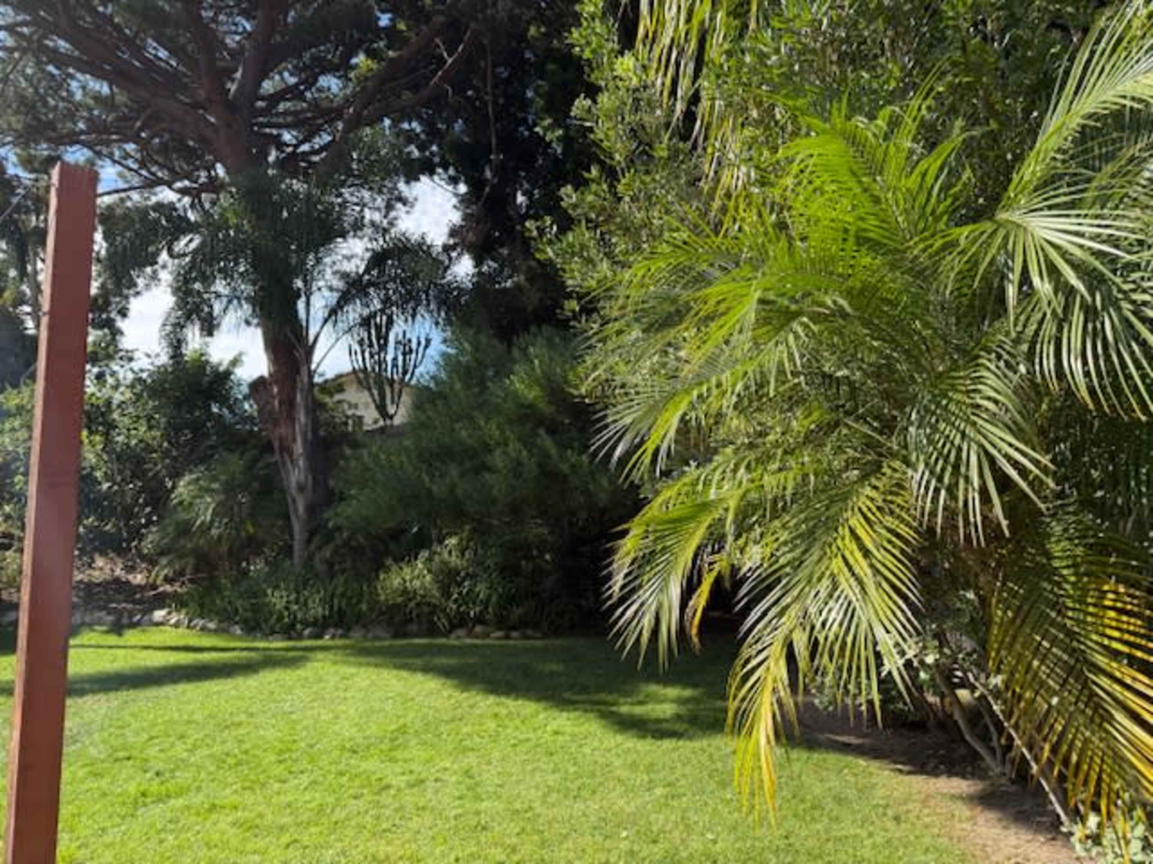 Verdant Green Backyard with palm trees, grass, and privacy! Image in Del Mar Heights, Del Mar, CA