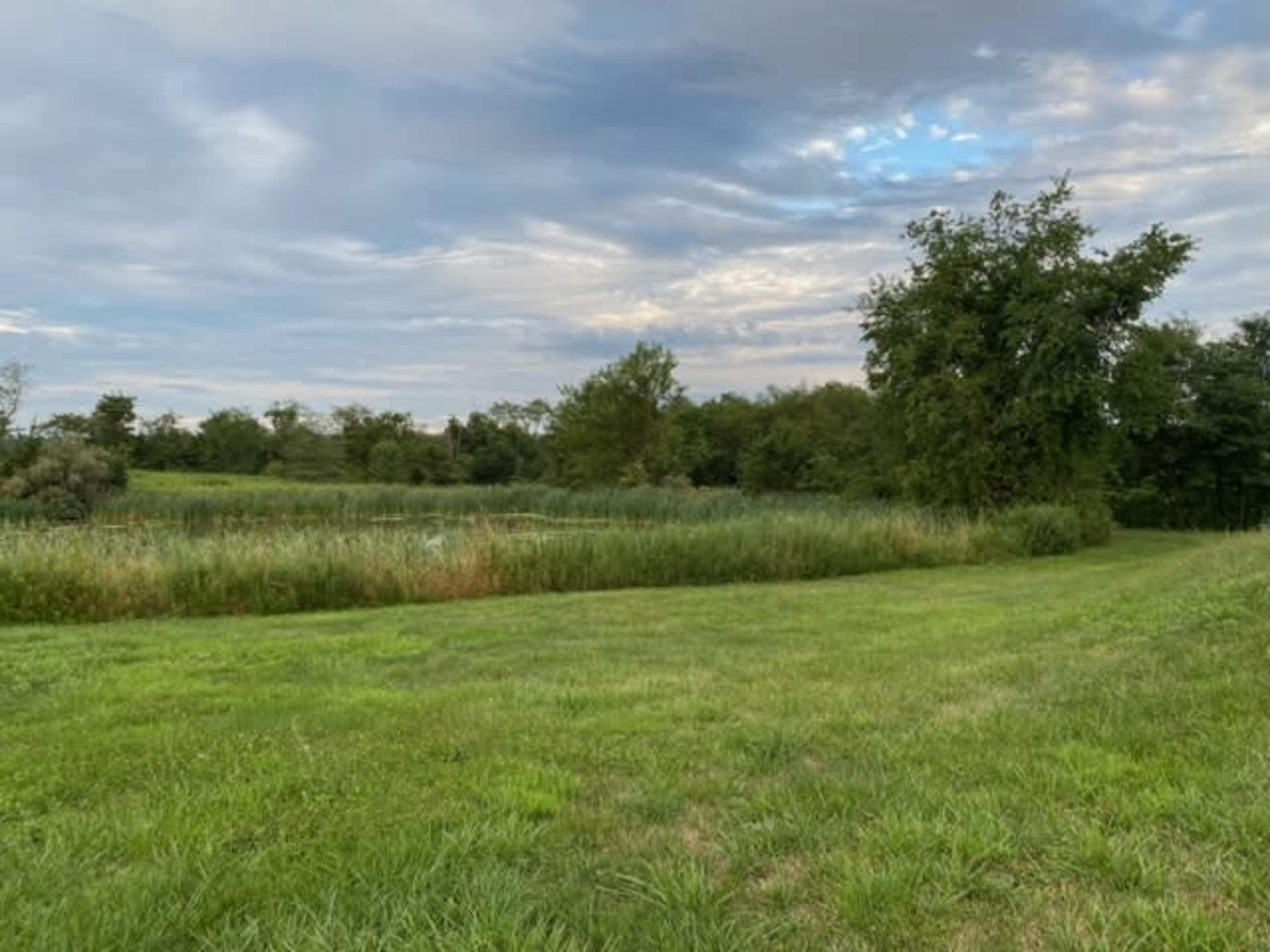 A grassy field with tall reeds borders a calm body of water, surrounded by trees under a cloudy sky.