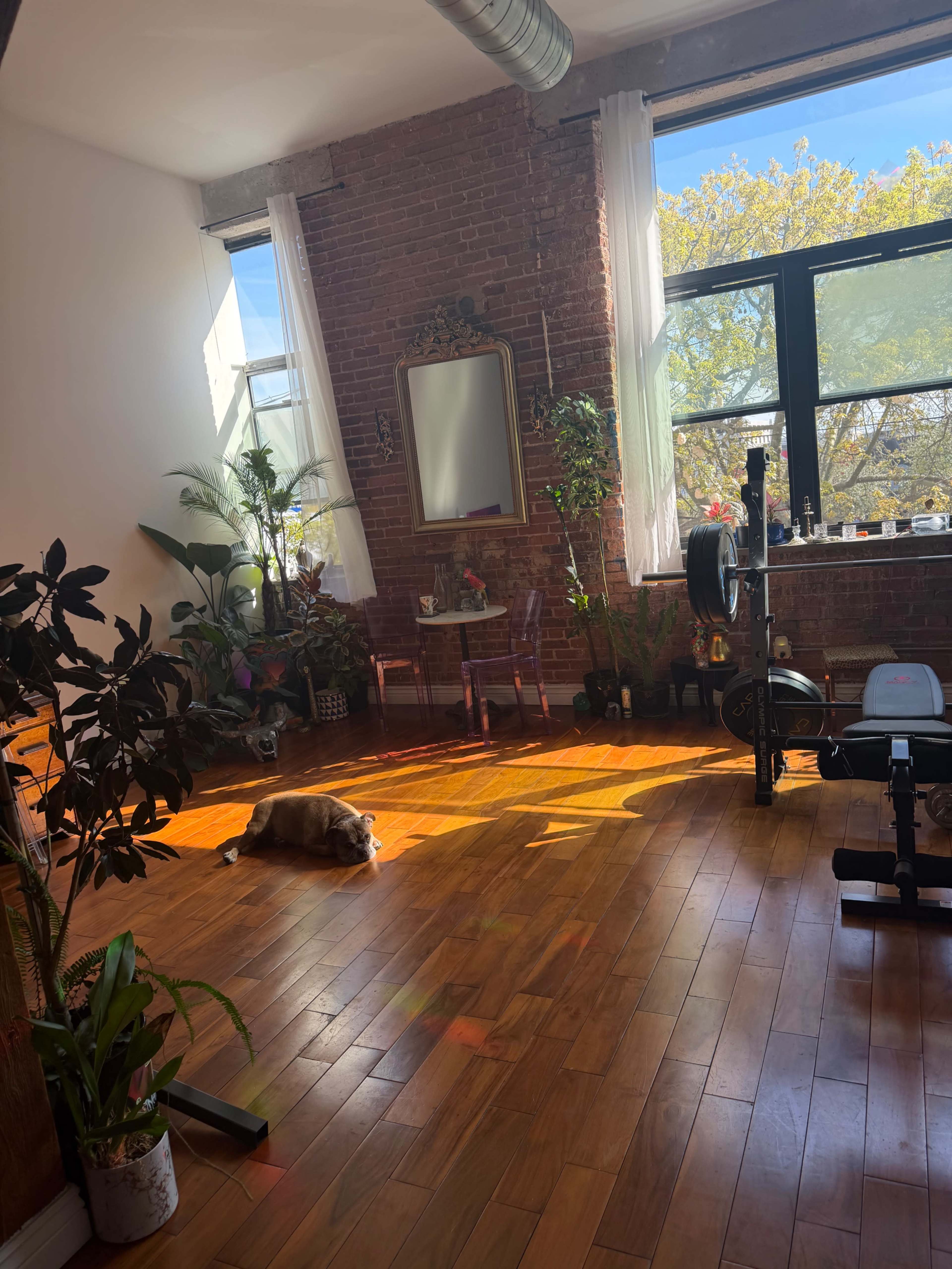 A spacious room with hardwood floors features large windows, potted plants, a mirror, and a cat lounging in a sunbeam.