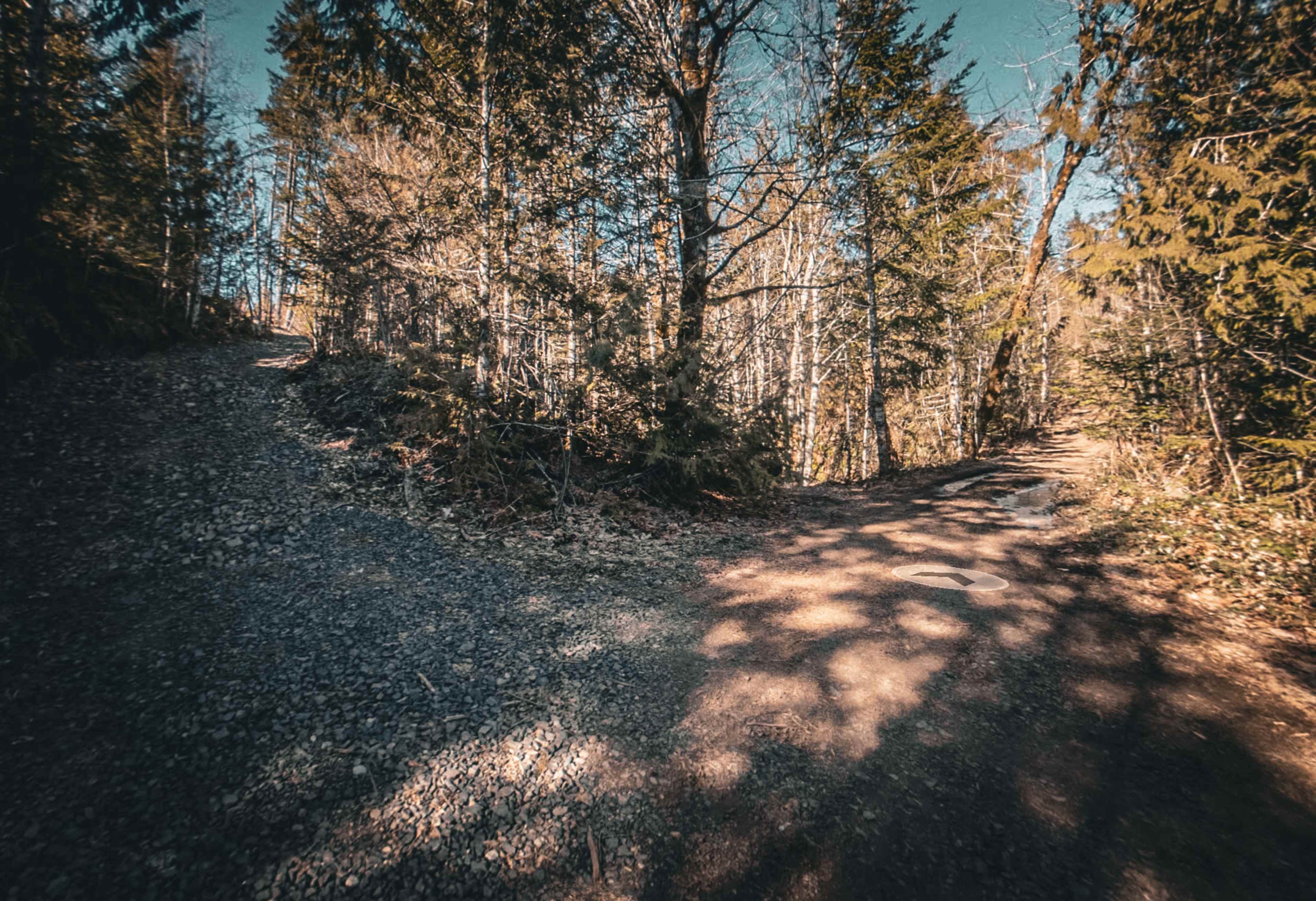 A gravel path splits into two directions within a wooded area, surrounded by trees.