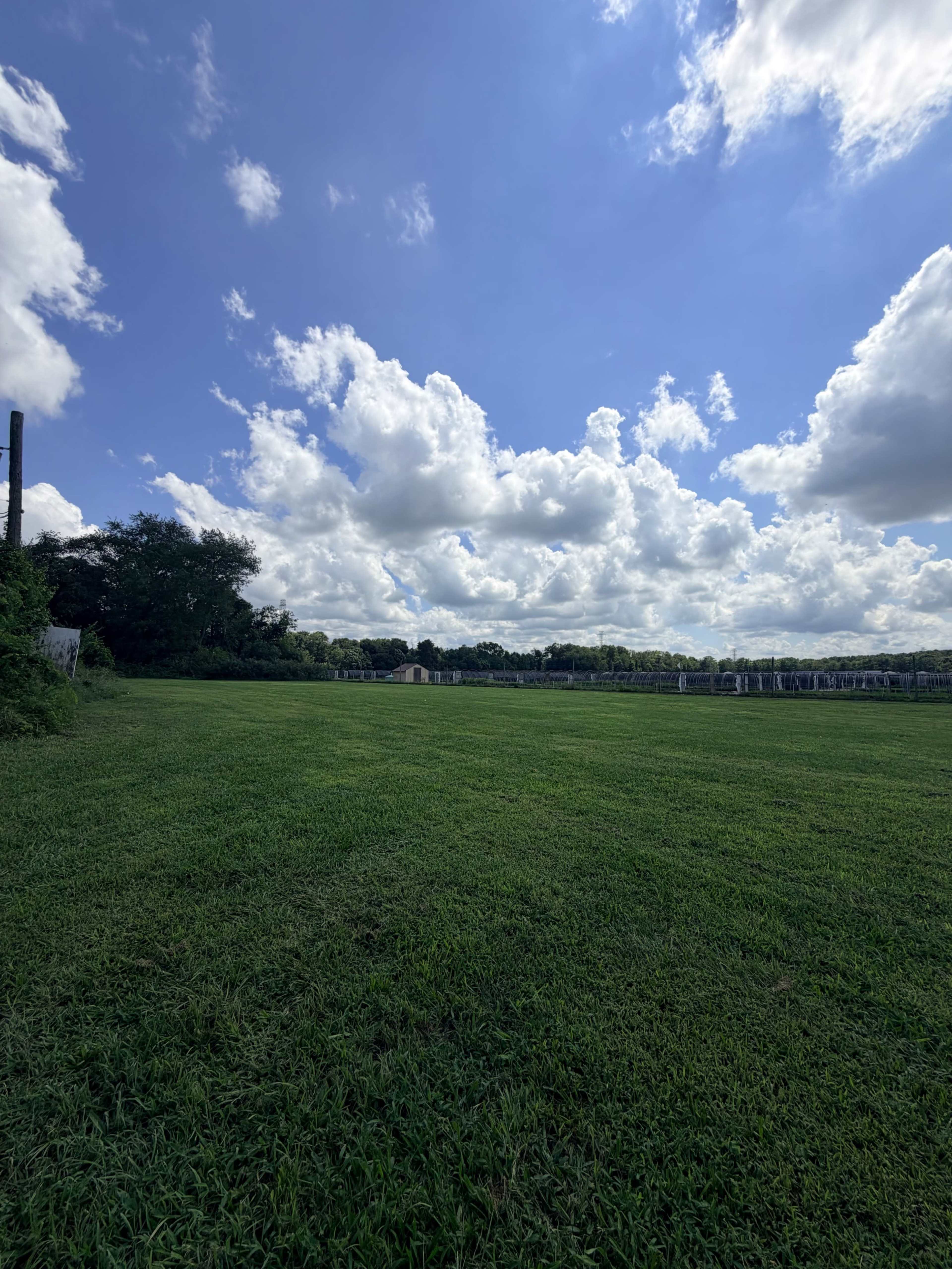 A wide expanse of green grass stretches under a bright blue sky dotted with fluffy white clouds.