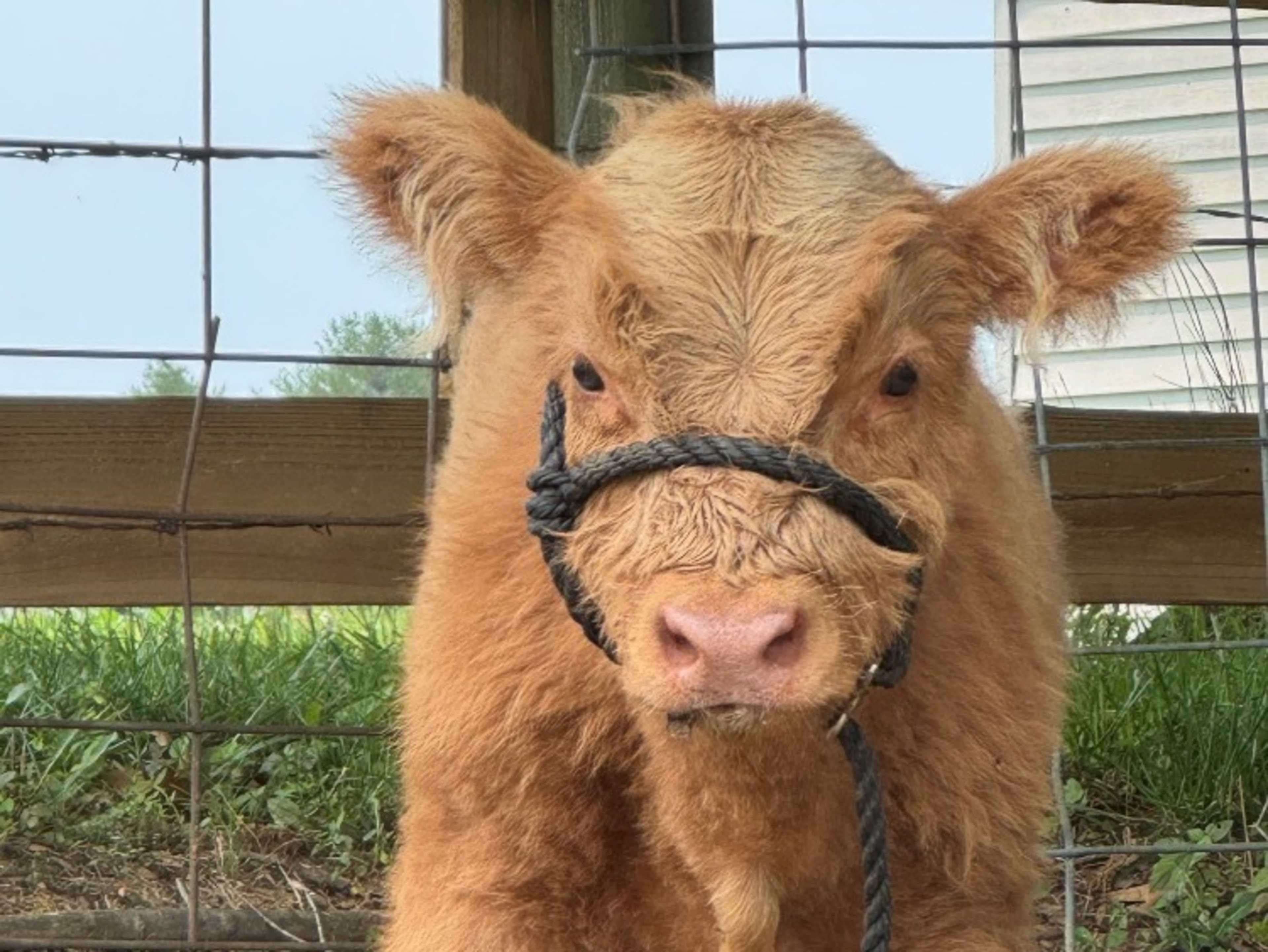 Use of farm animal for picture/film 