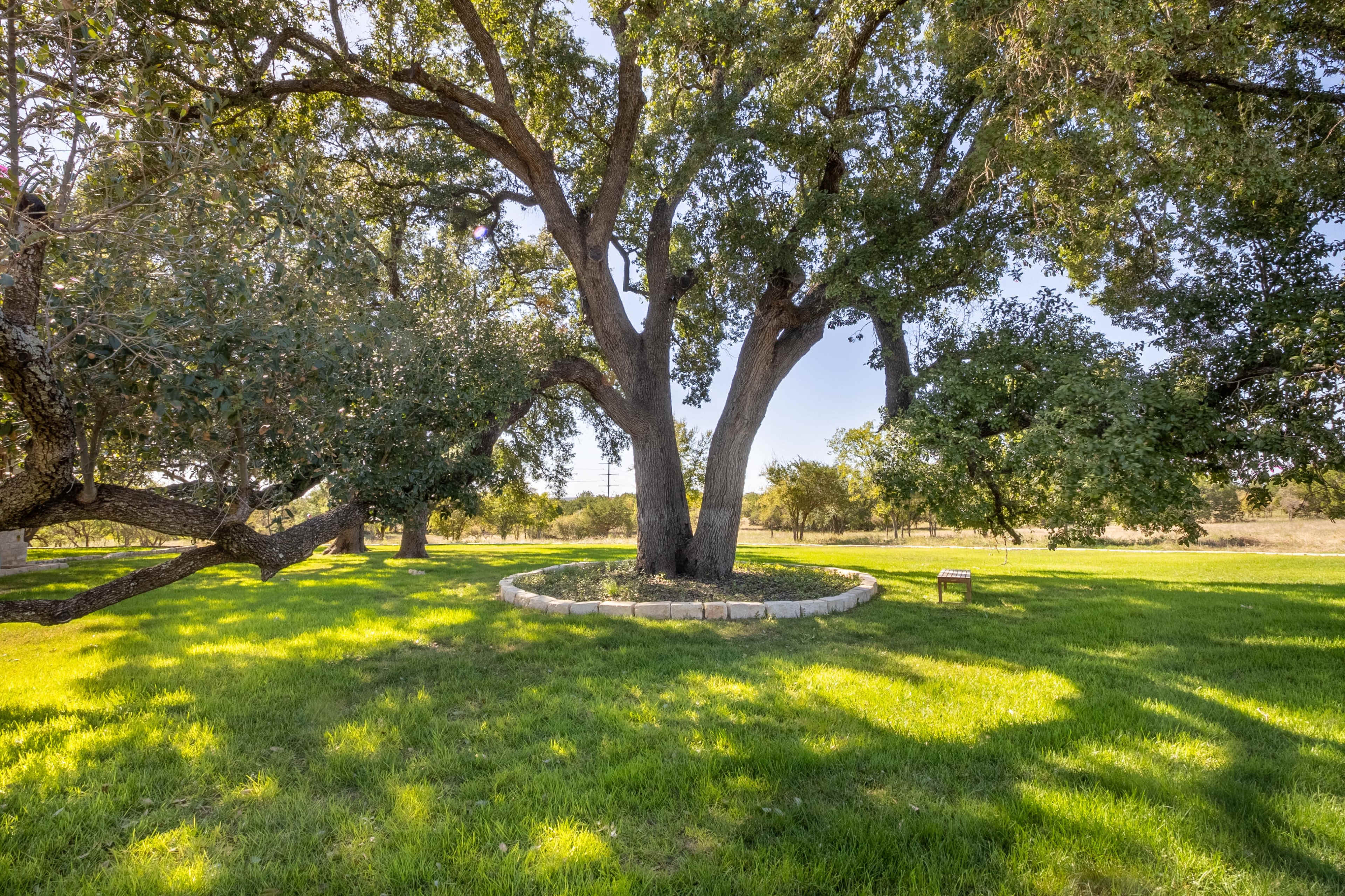 A large tree with a thick trunk stands in a grassy area surrounded by a stone circle.