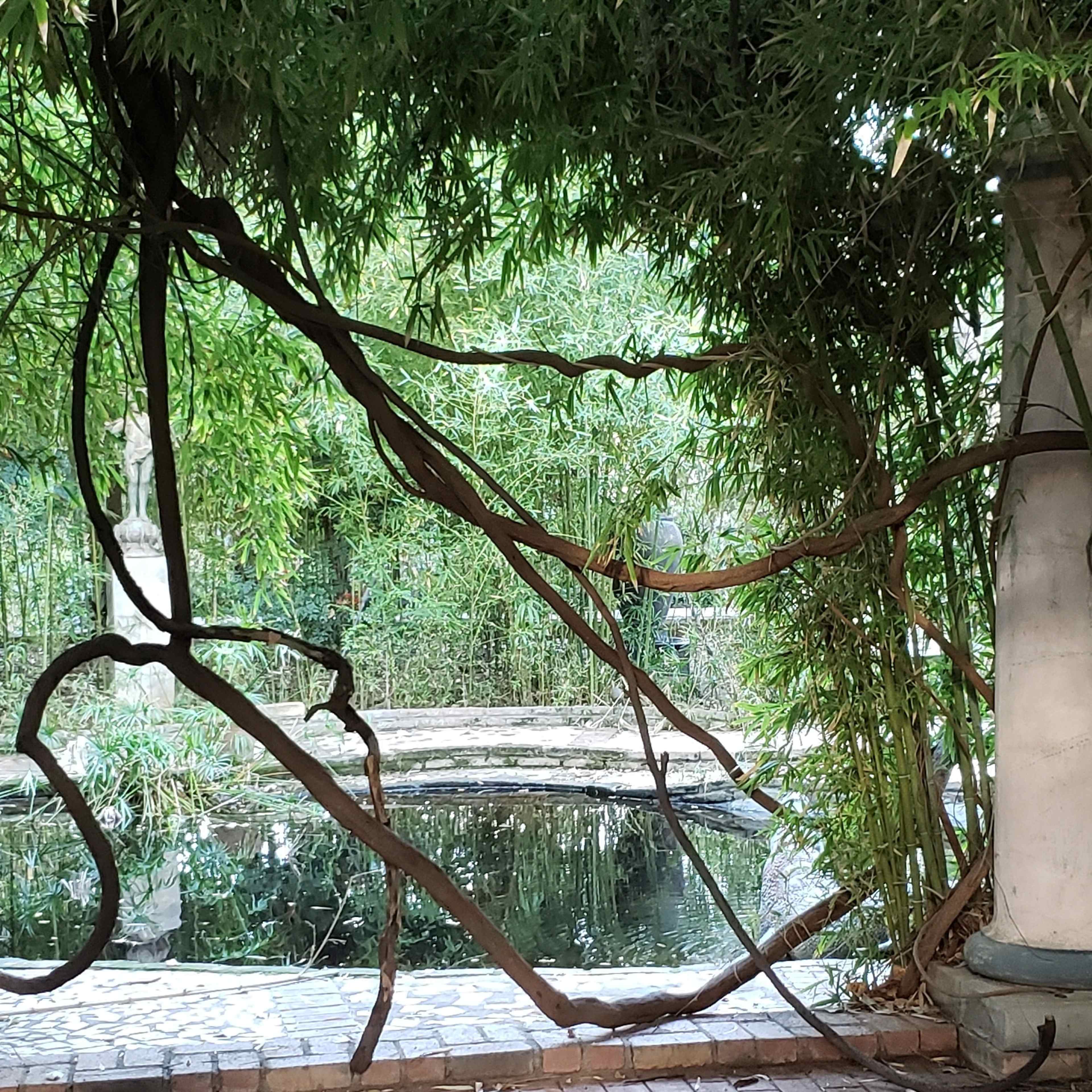 A tranquil garden scene with bamboo plants surrounding a dark pond, framed by twisted tree branches.