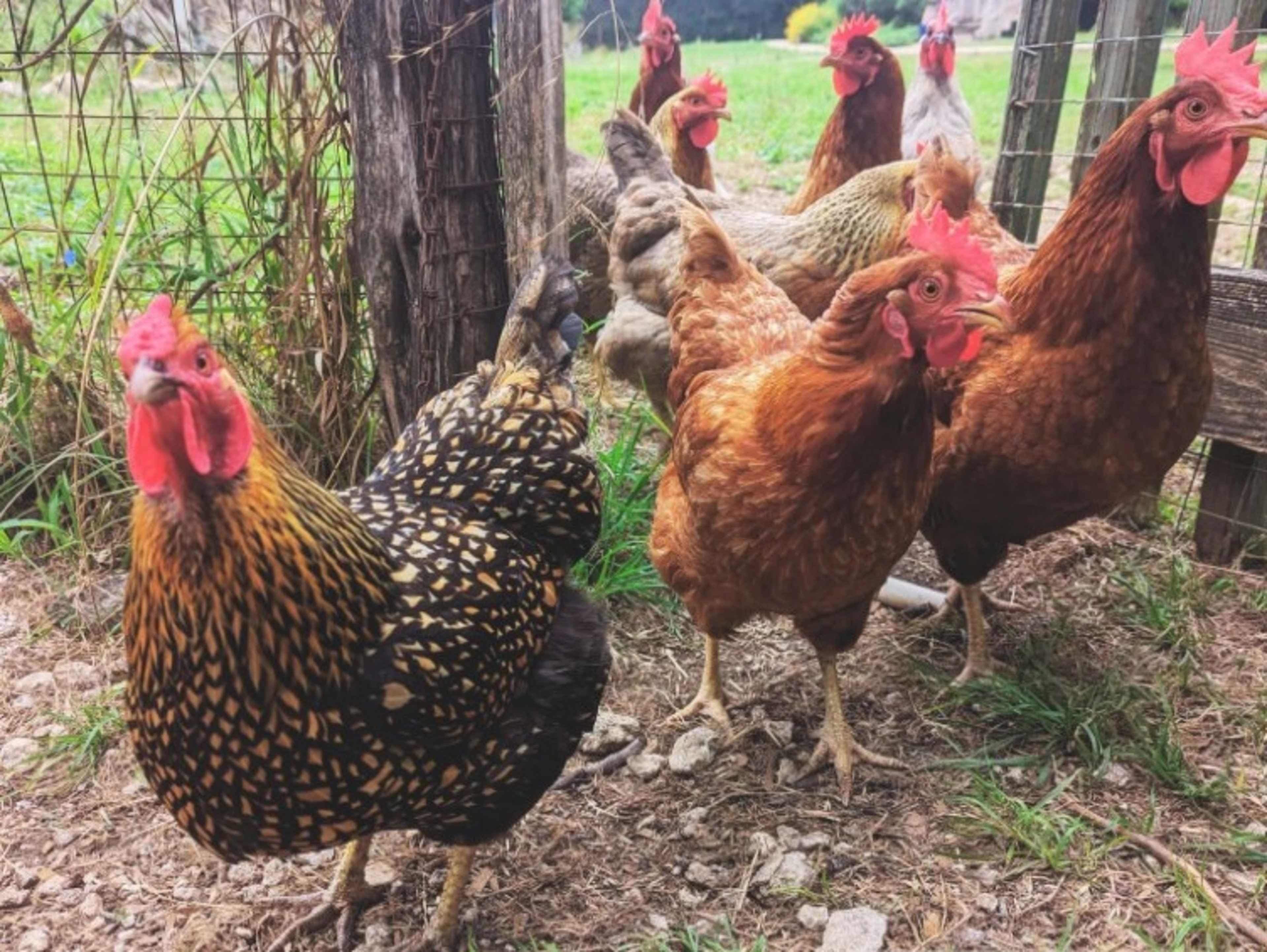 Enjoy a half dozen farm-fresh eggs from our happy 