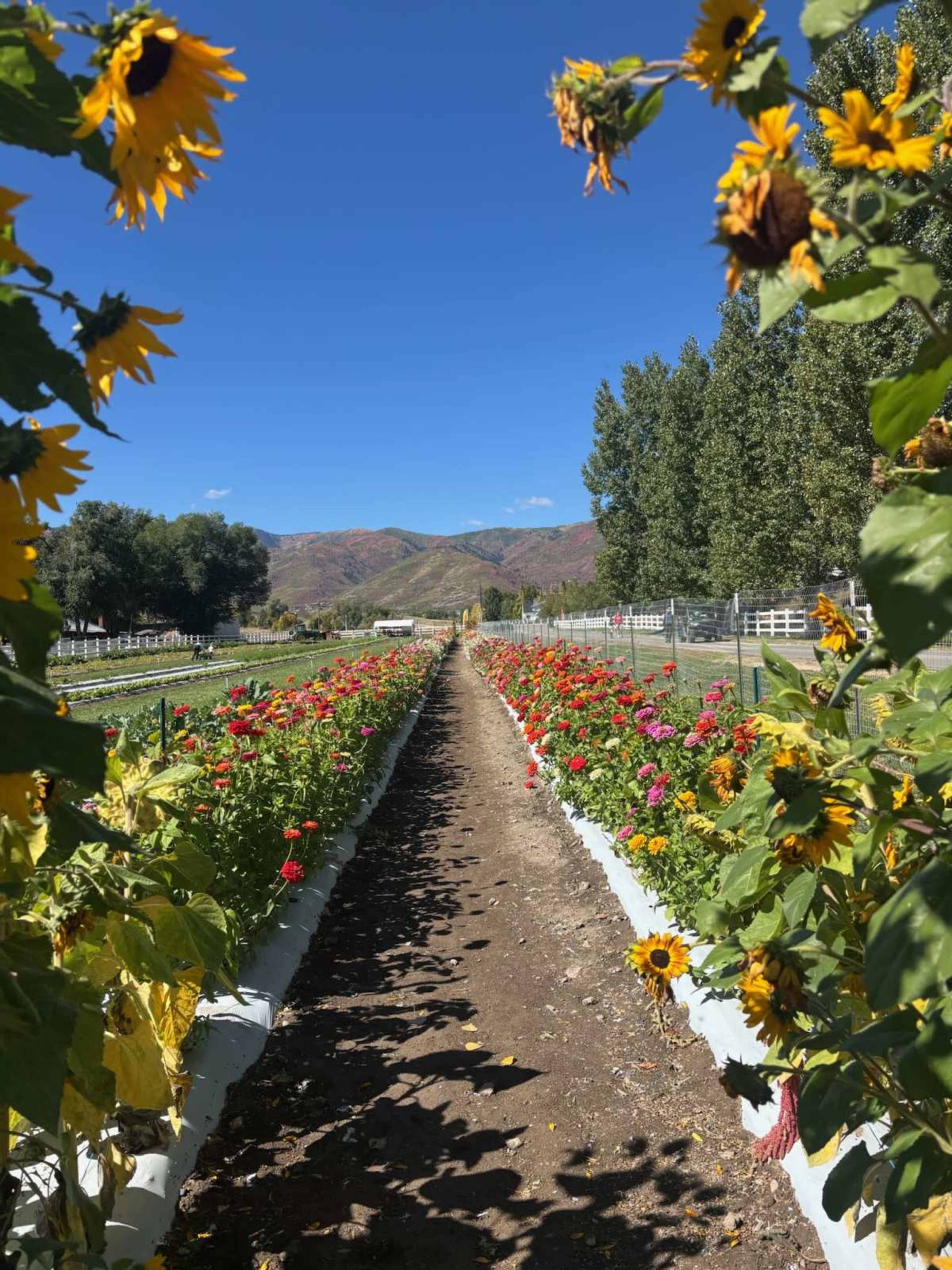 A pathway lined with vibrant flower beds leads toward distant mountains under a clear blue sky.