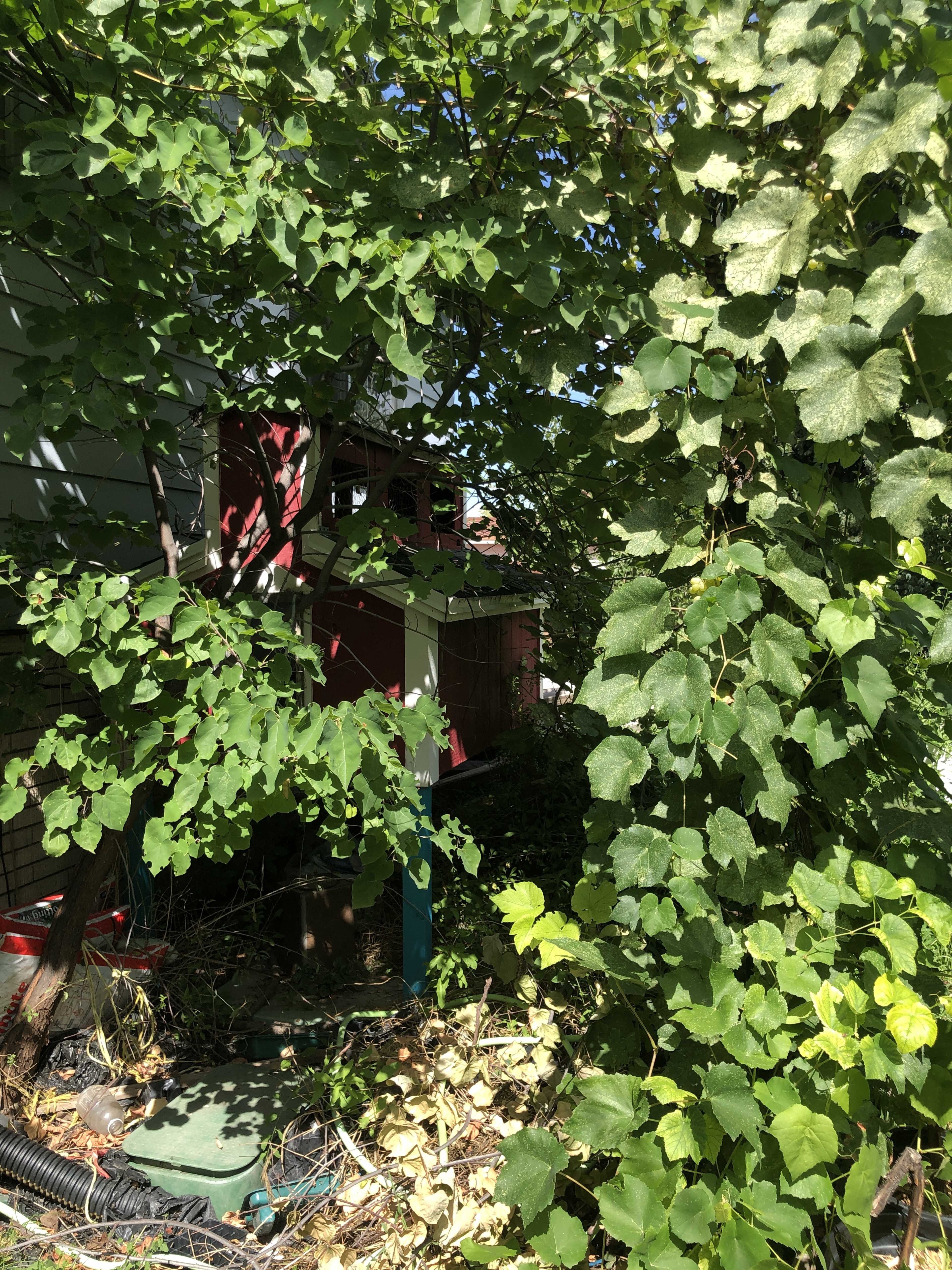 A dense area of greenery frames a partially visible structure in the background, surrounded by overgrown plants and foliage.