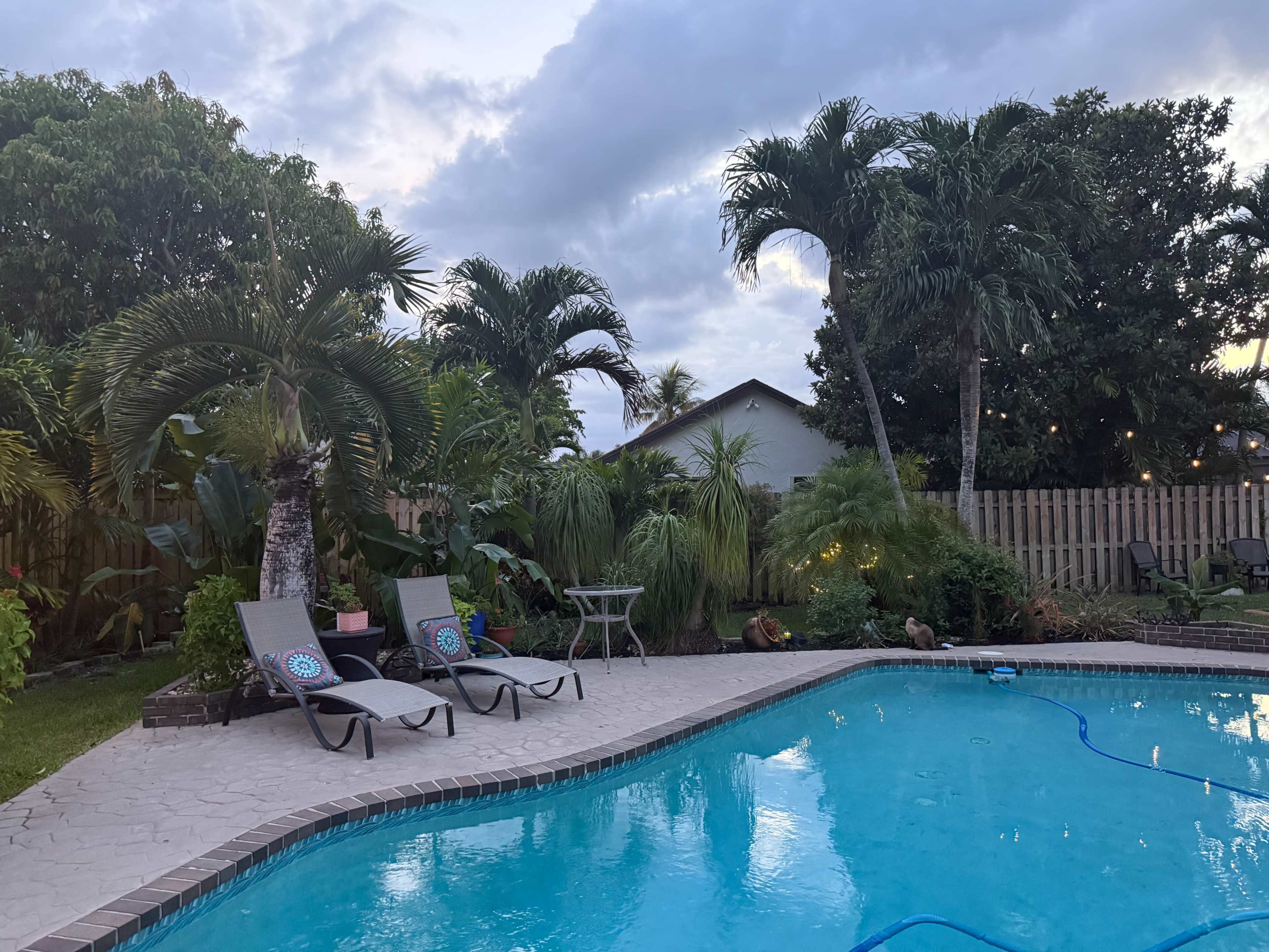 The image shows a backyard pool area with two lounge chairs beside the water, surrounded by lush greenery and palm trees.