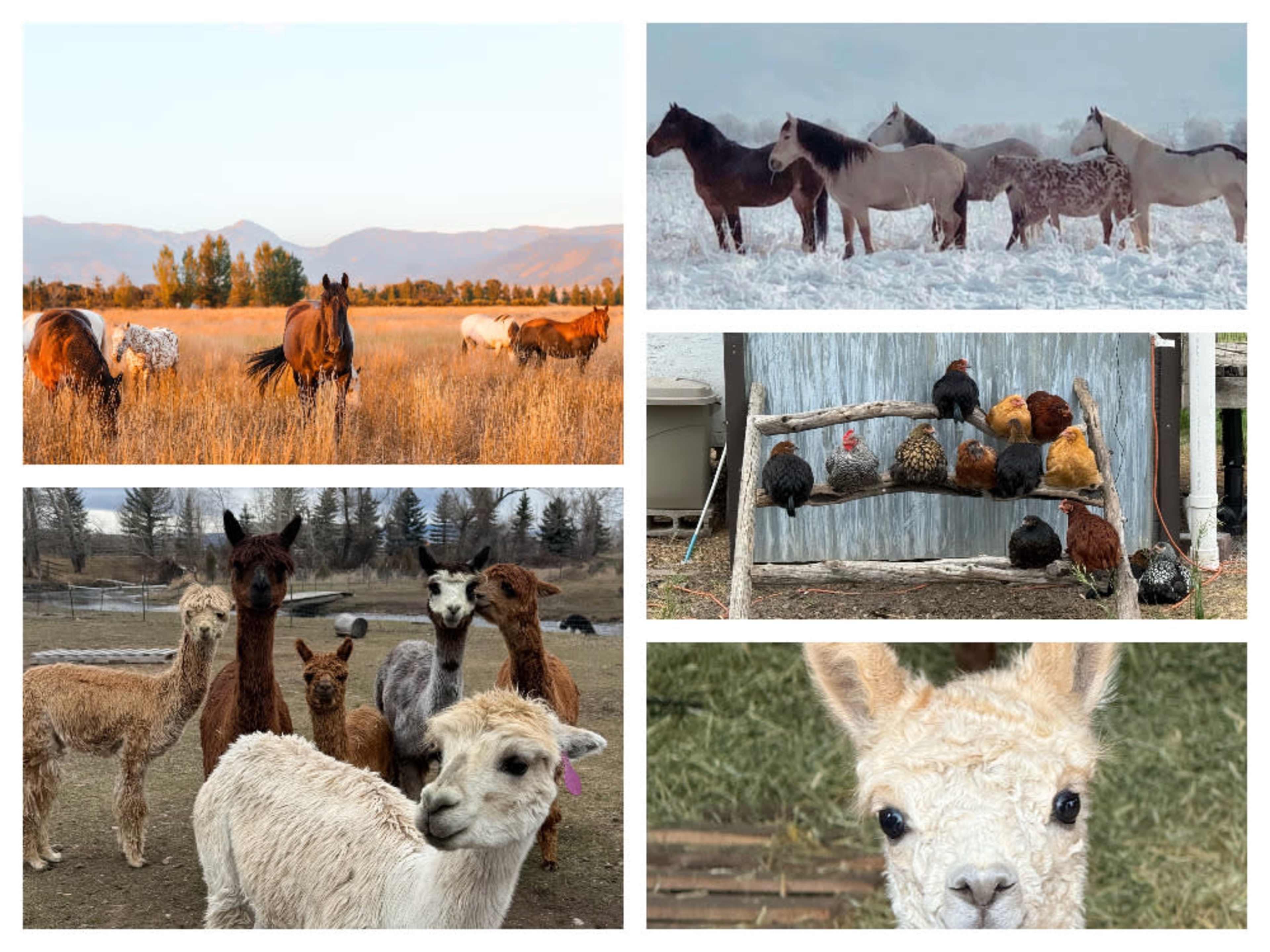 Animals — horses, alpacas, chickens