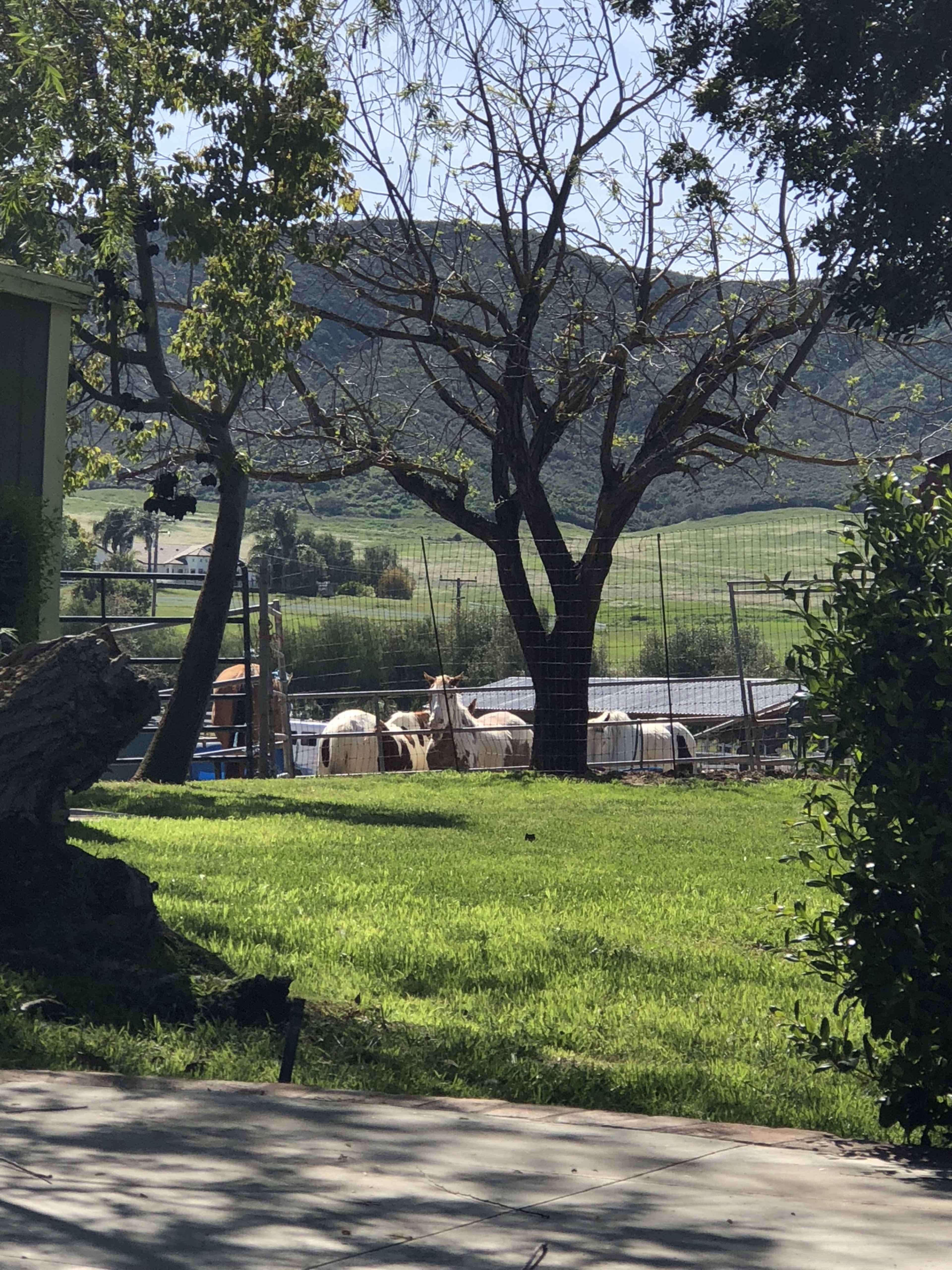 A tree stands in the foreground overlooking a fenced area with goats grazing in a green landscape.