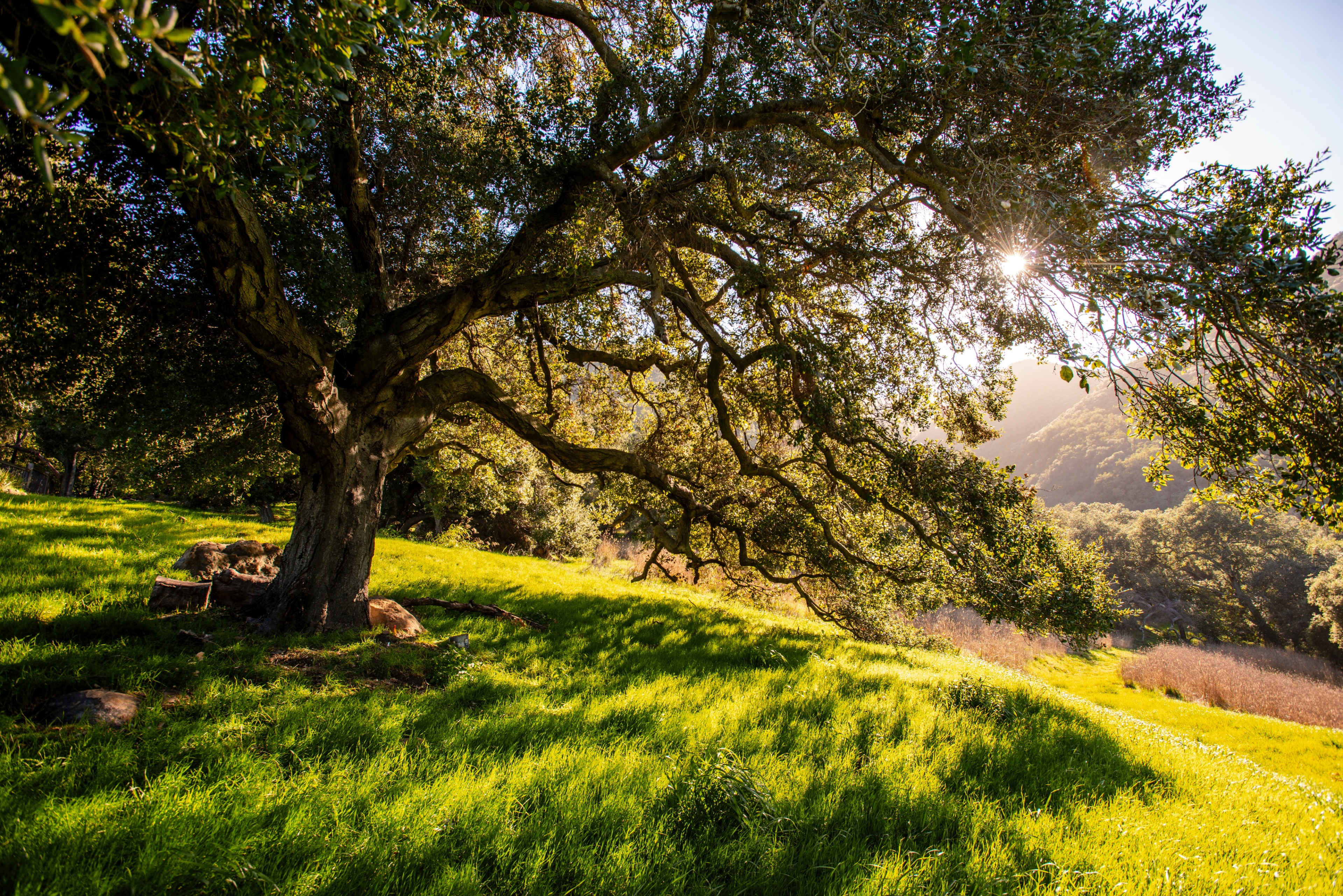 A large tree with sprawling branches is situated on a grassy hillside, with sunlight filtering through the leaves.