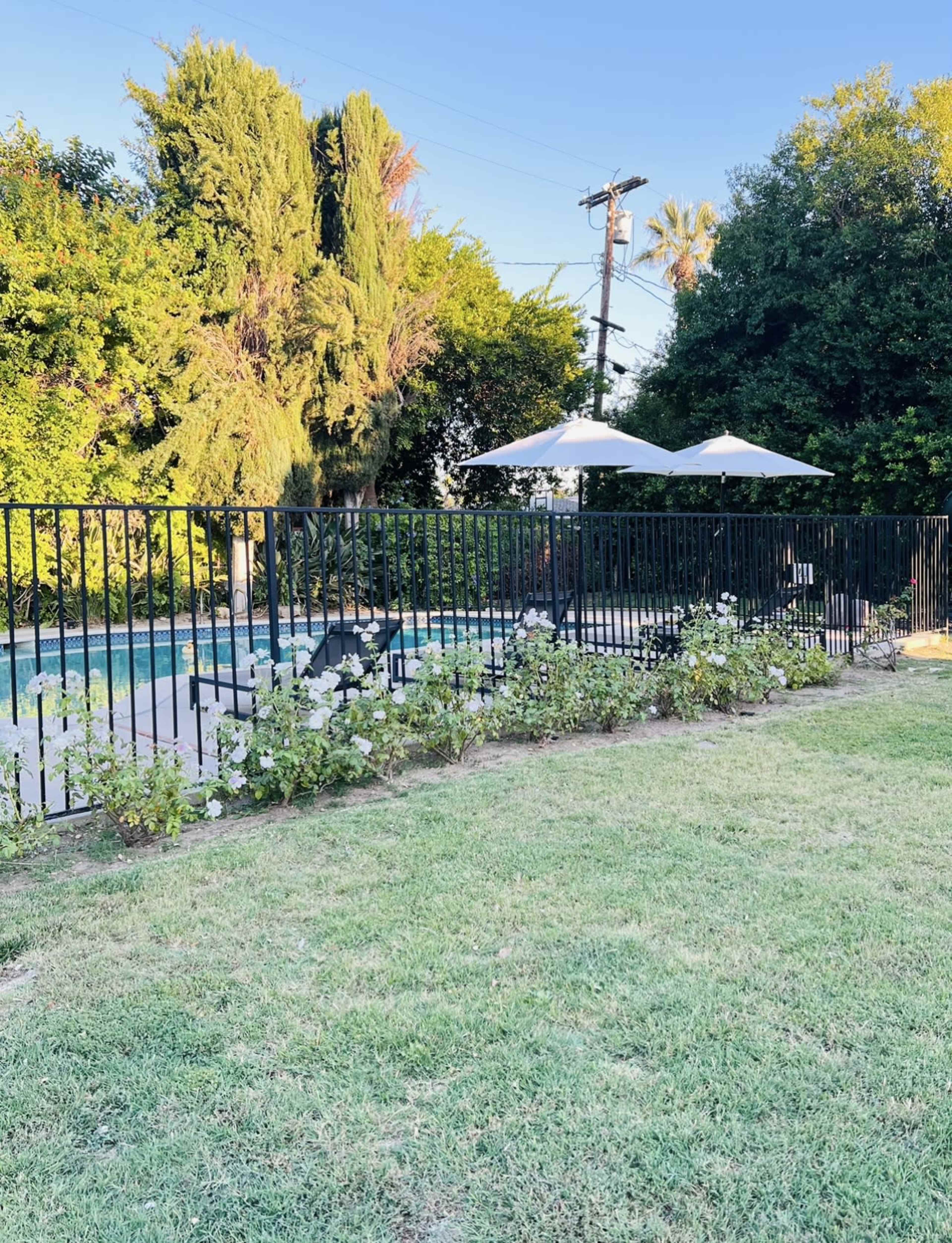 A fenced backyard features a swimming pool surrounded by two umbrellas and a grassy area with rose bushes.