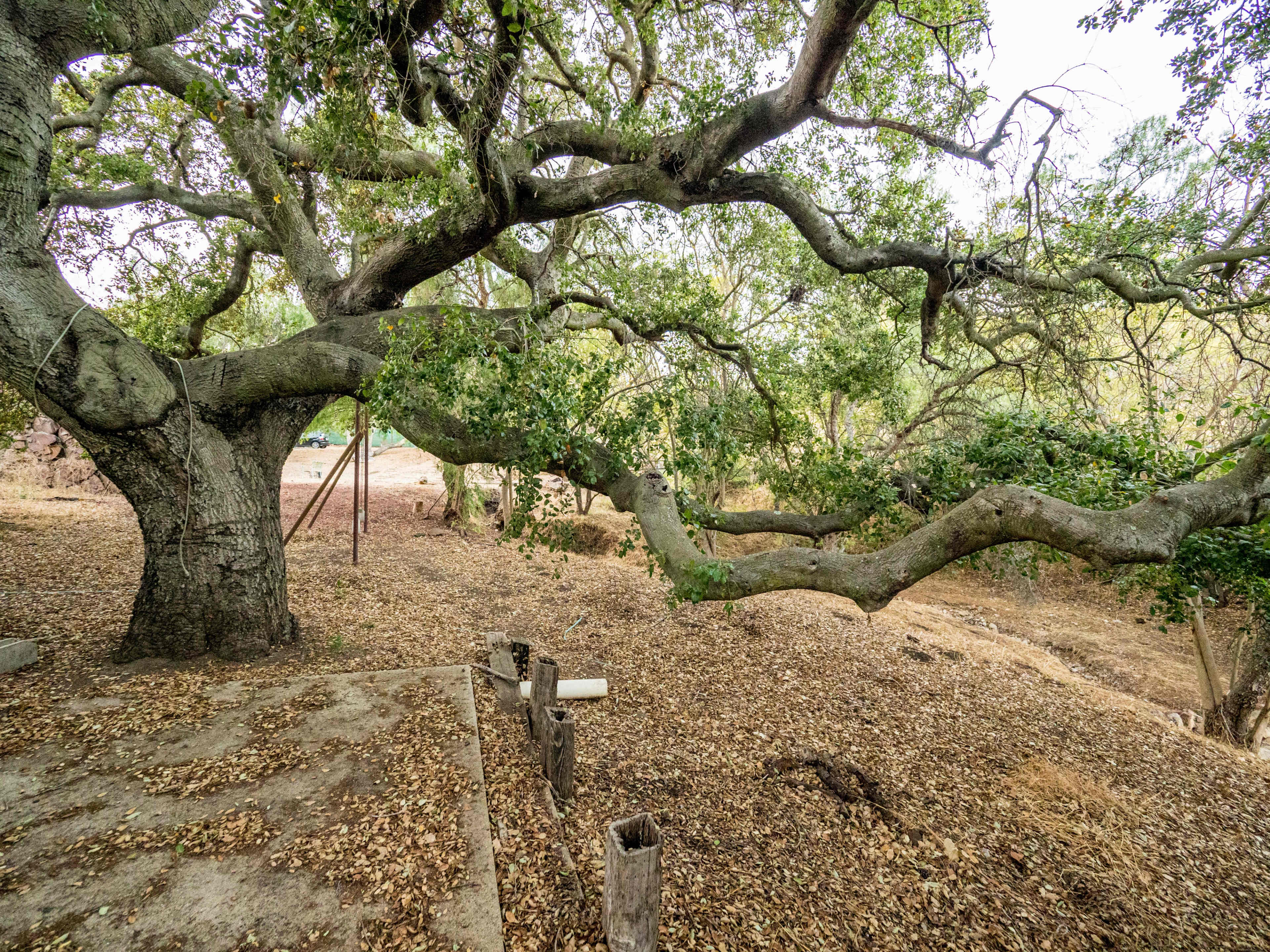 A large, sprawling tree with thick branches extends over a forested area covered in fallen leaves.