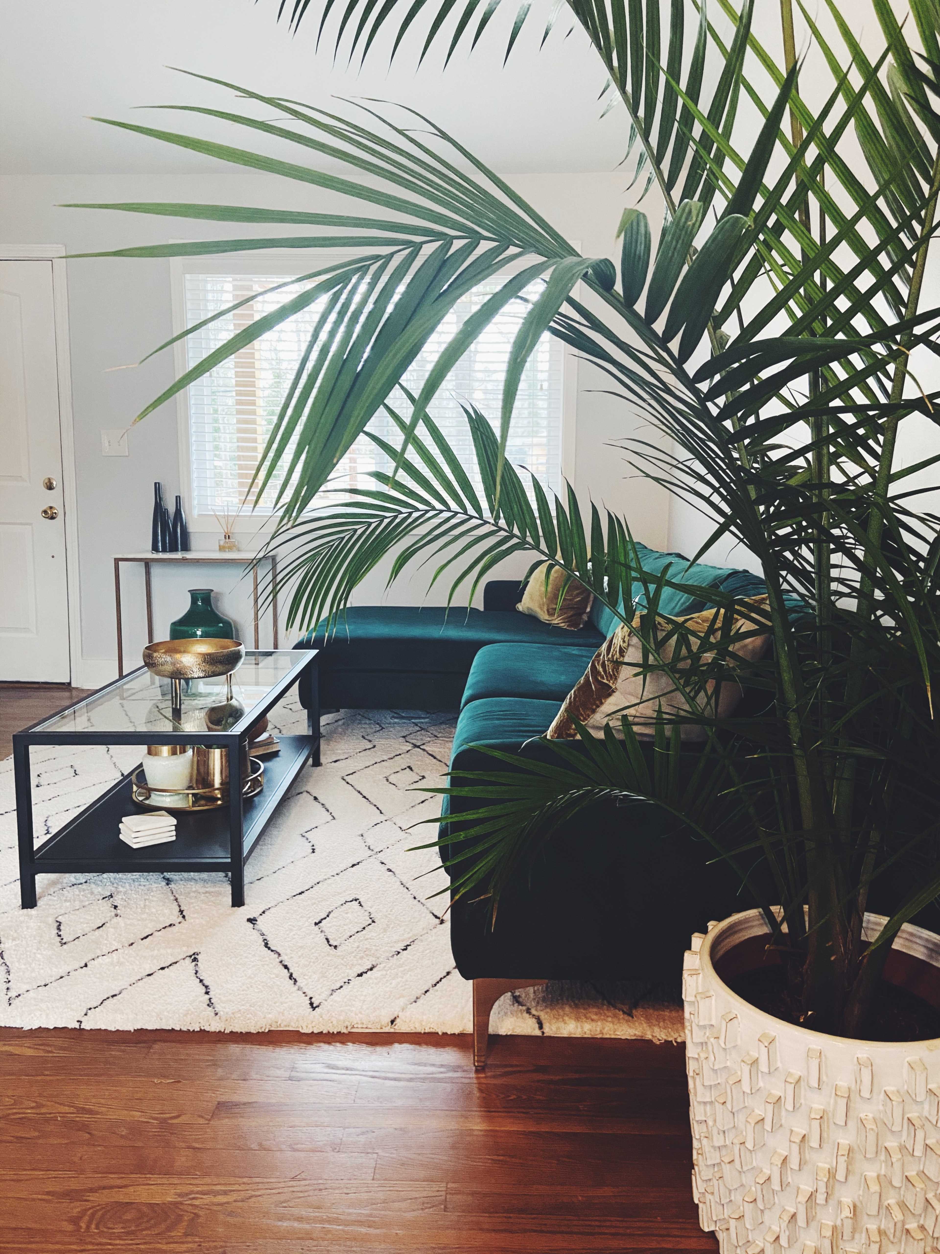 A living room features a teal sectional sofa, a glass coffee table with decorative items, and a large potted plant in the foreground.