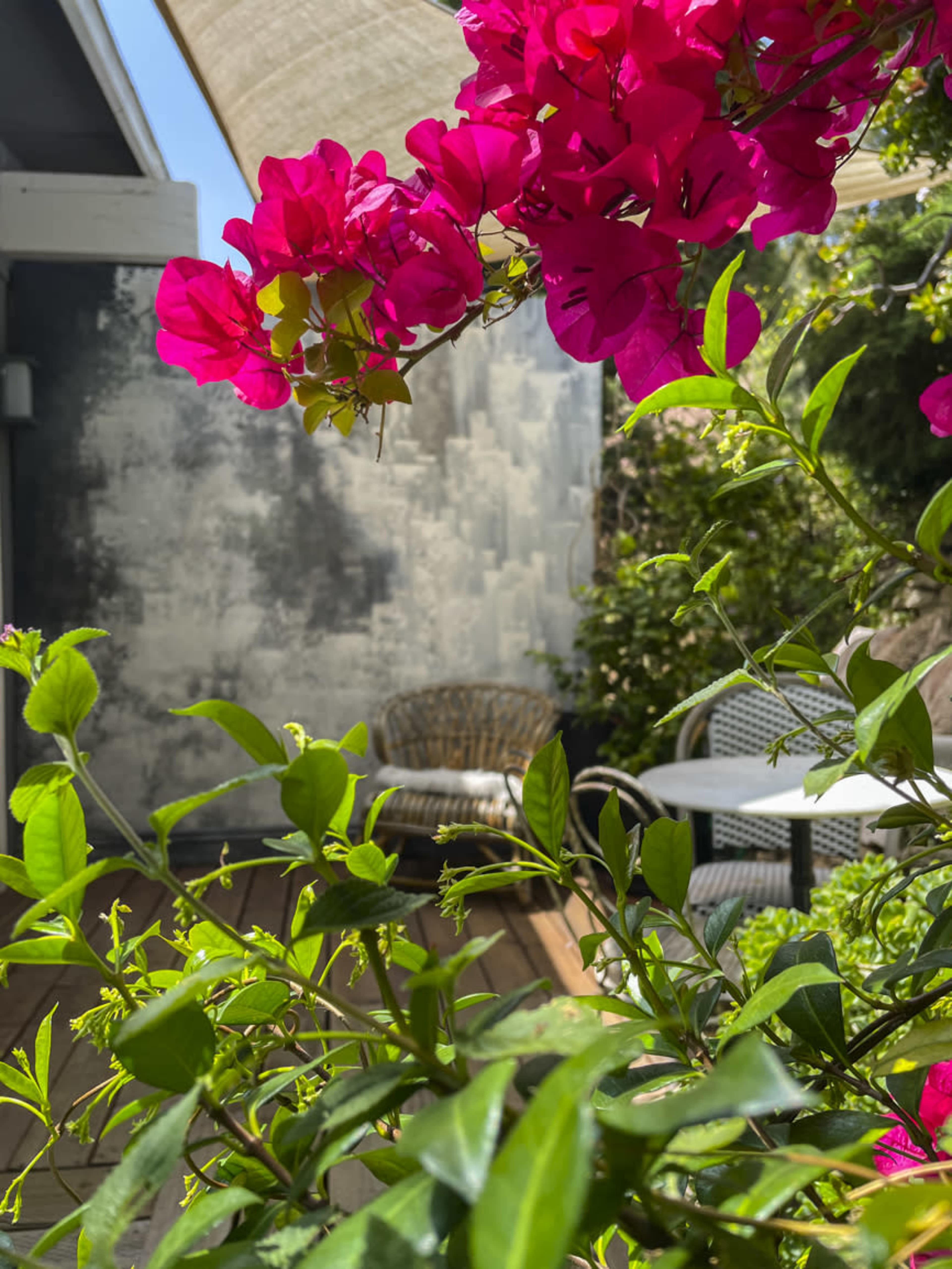 A vibrant flower bush obscures a patio area with chairs and a table in the background.