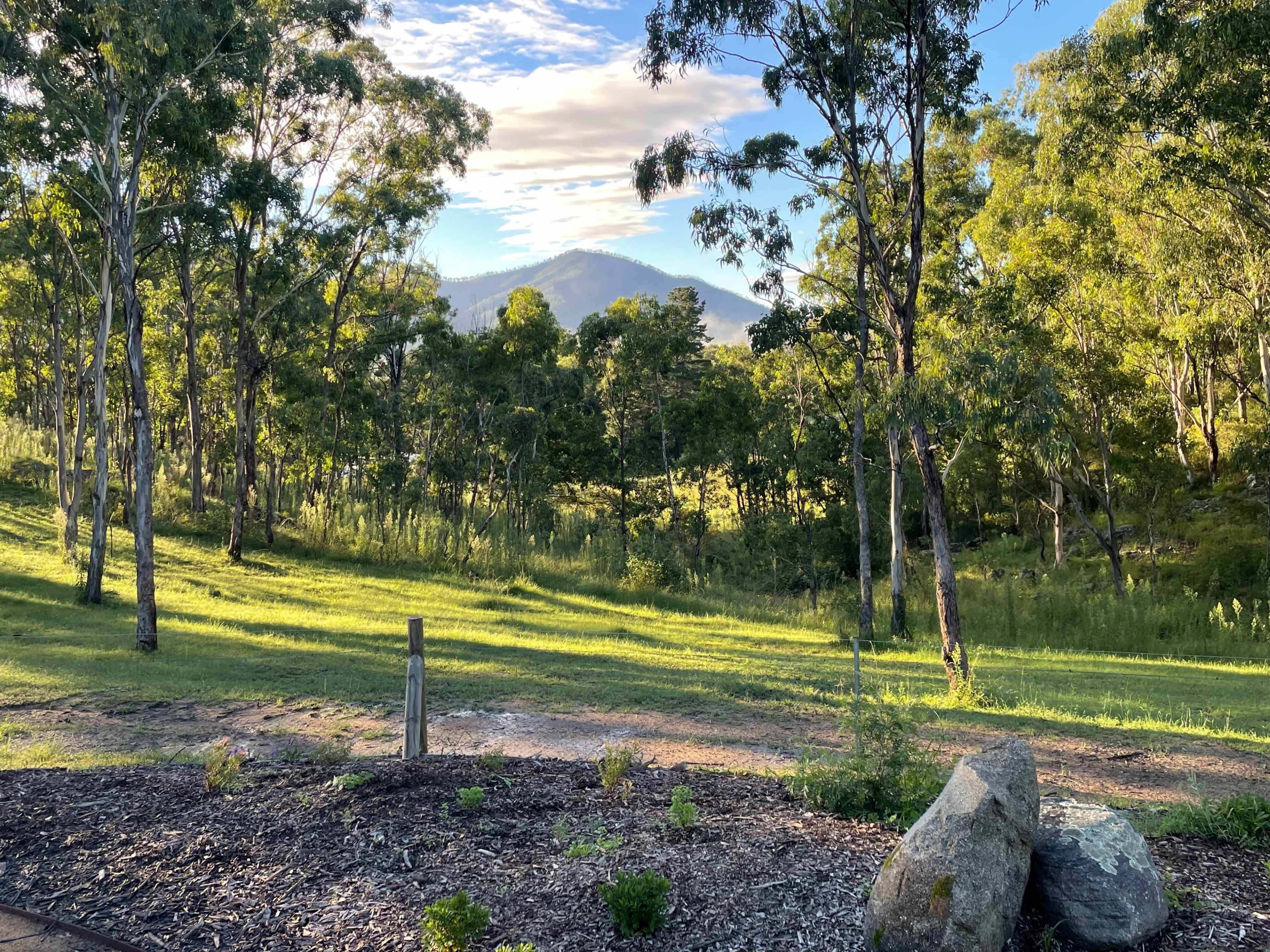 The image shows a lush green landscape with tall trees and a mountain in the background under a clear sky.