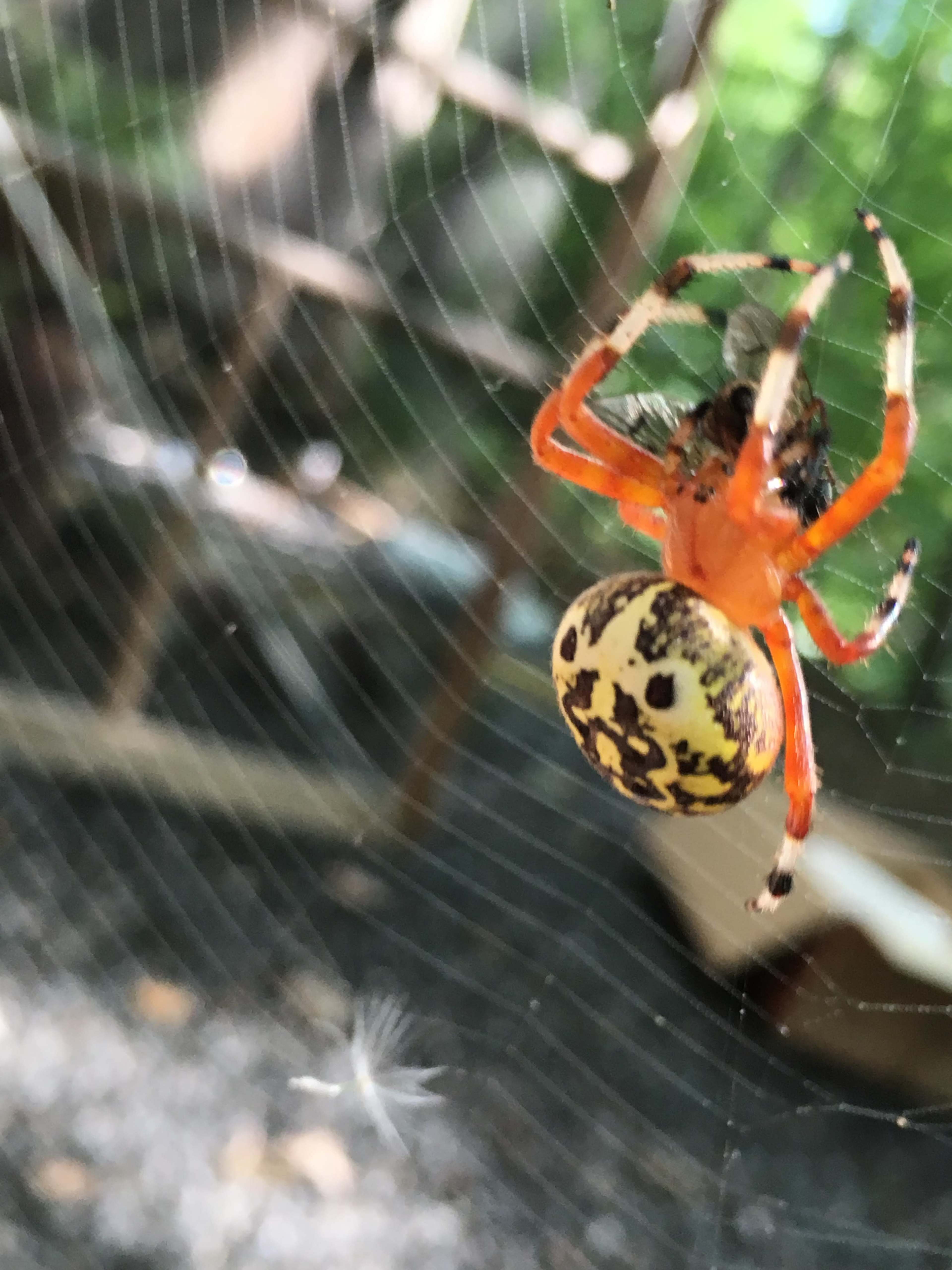 A spider with an orange body and a patterned abdomen is dangling from a web.