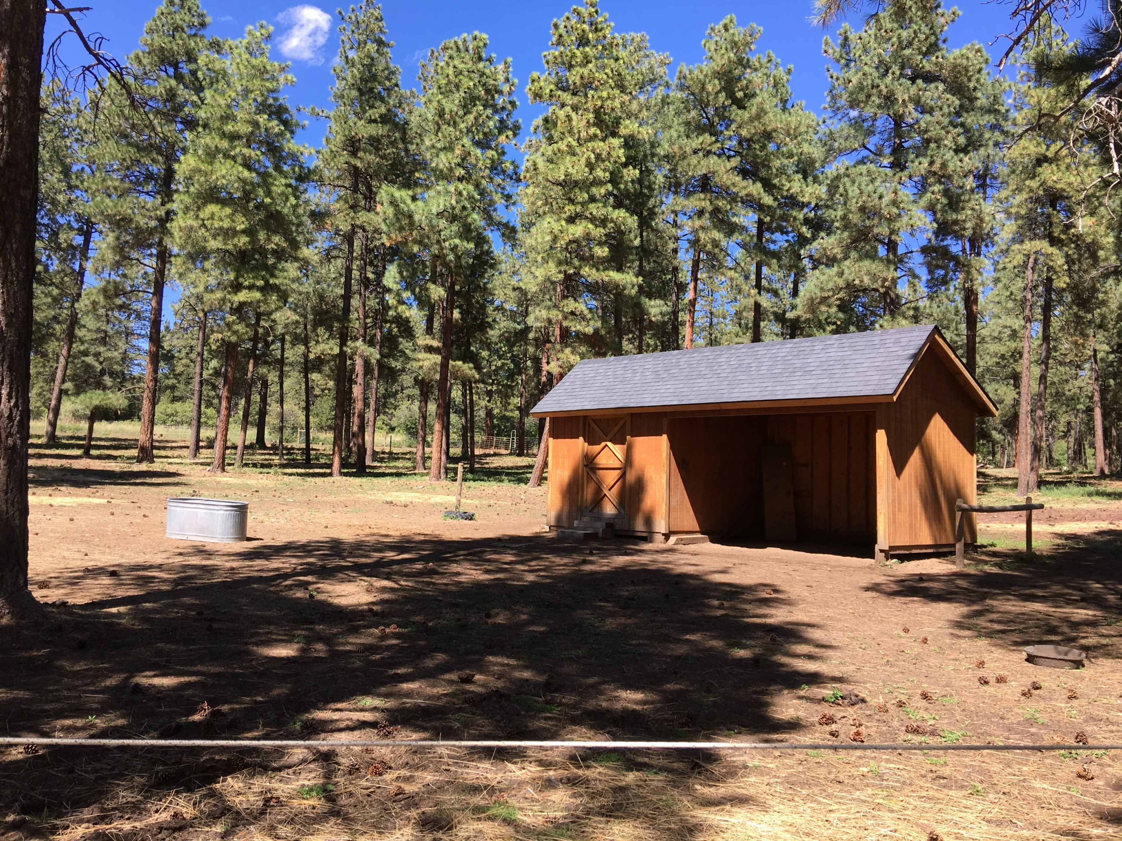 A wooden shed sits surrounded by tall pine trees in a clearing.